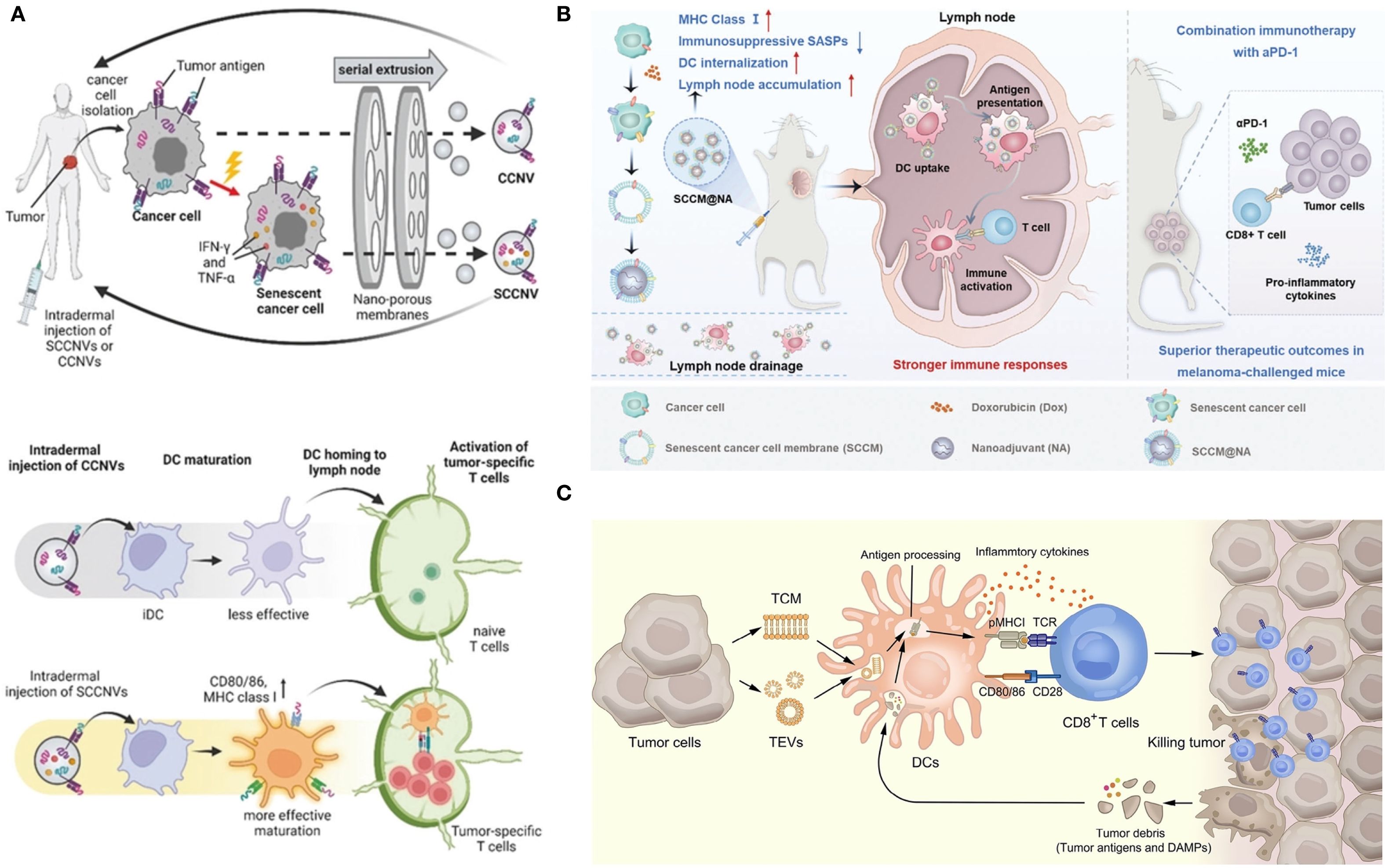 Diagram illustrating cancer treatment processes. Panel A shows cancer cells isolated and extruded through nano-porous membranes to create CCNVs or SCCNVs, followed by intradermal injection. Panel B depicts immune system engagement with increased MHC class I, DC uptake, and T cell activation, emphasizing combination immunotherapy with superior outcomes in experimental melanoma. Panel C contrasts the effectiveness of intradermal injection with CCNVs versus SCCNVs, highlighting their impact on DC maturation and T cell activation. The diagram collectively represents an advanced approach for stronger immune responses against melanoma.