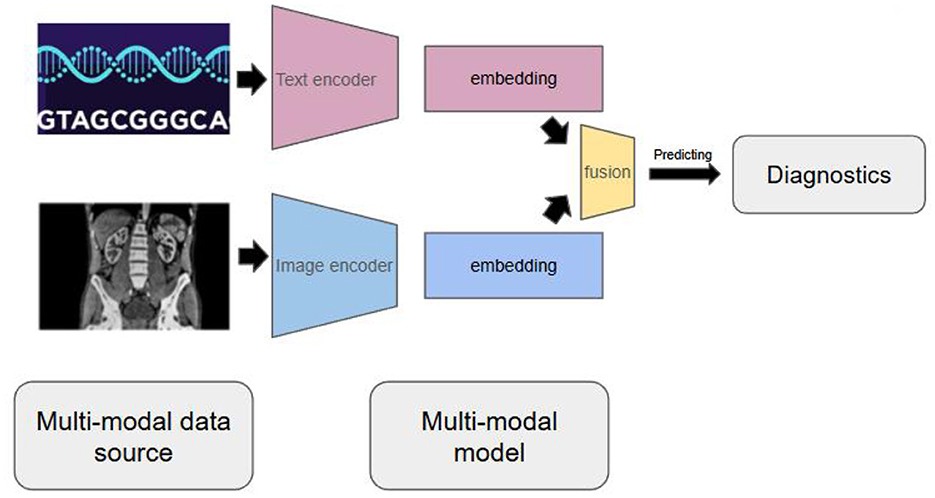 Diagram illustrating a multi-modal model for diagnostics. It shows DNA sequence and medical image inputs processed by text and image encoders, respectively. Both generate embeddings that undergo fusion, aiding in predictive diagnostics. Labels indicate “Multi-modal data source” and “Multi-modal model”.