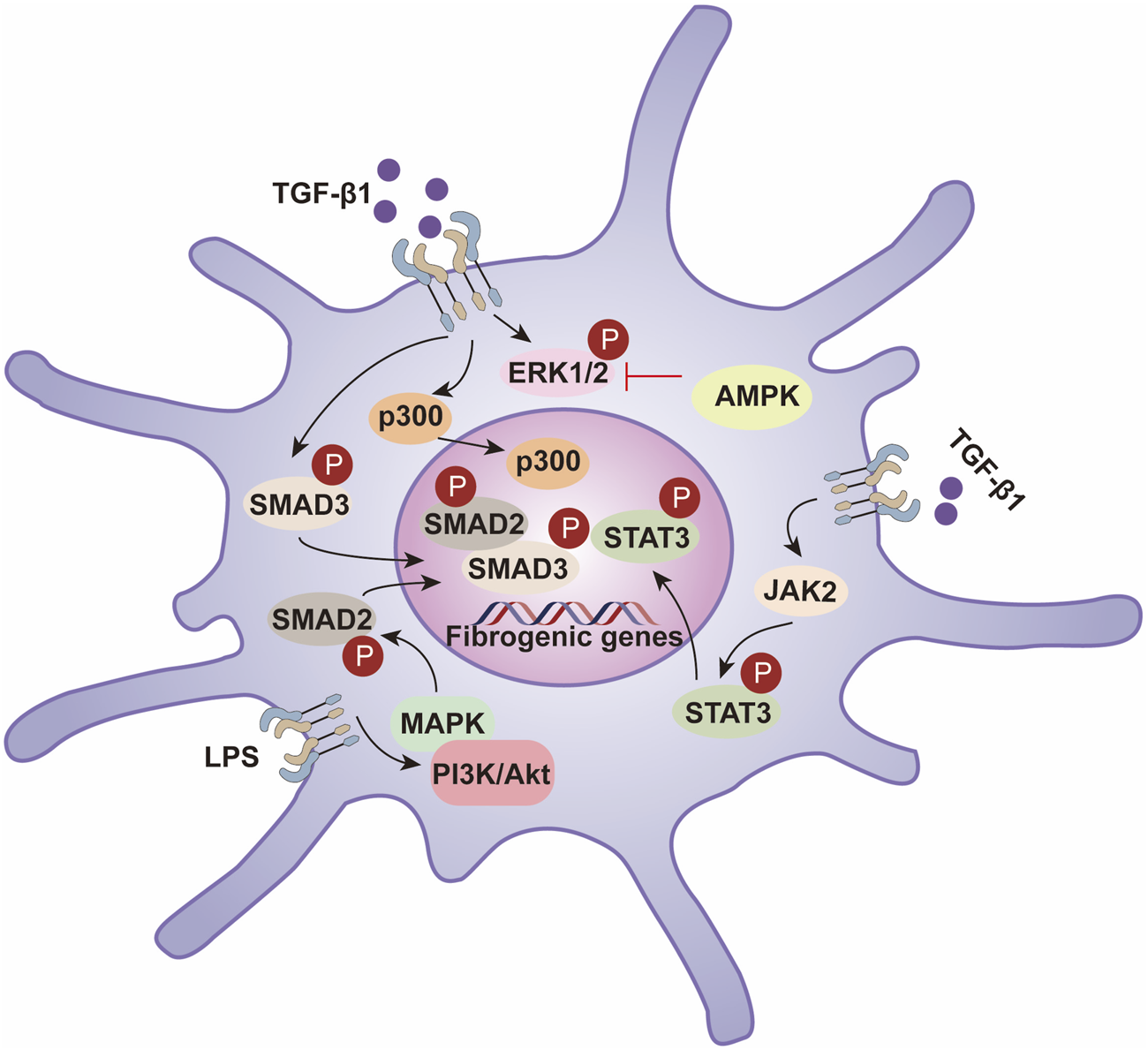 Illustration of cellular signaling pathways involving fibrogenic gene activation. Transforming growth factor beta 1 (TGF-β1) and lipopolysaccharide (LPS) activate pathways mediated by SMAD2, SMAD3, ERK1/2, and STAT3. Activation leads to the involvement of p300, AMPK, JAK2, and MAPK, ultimately promoting fibrogenic gene expression.