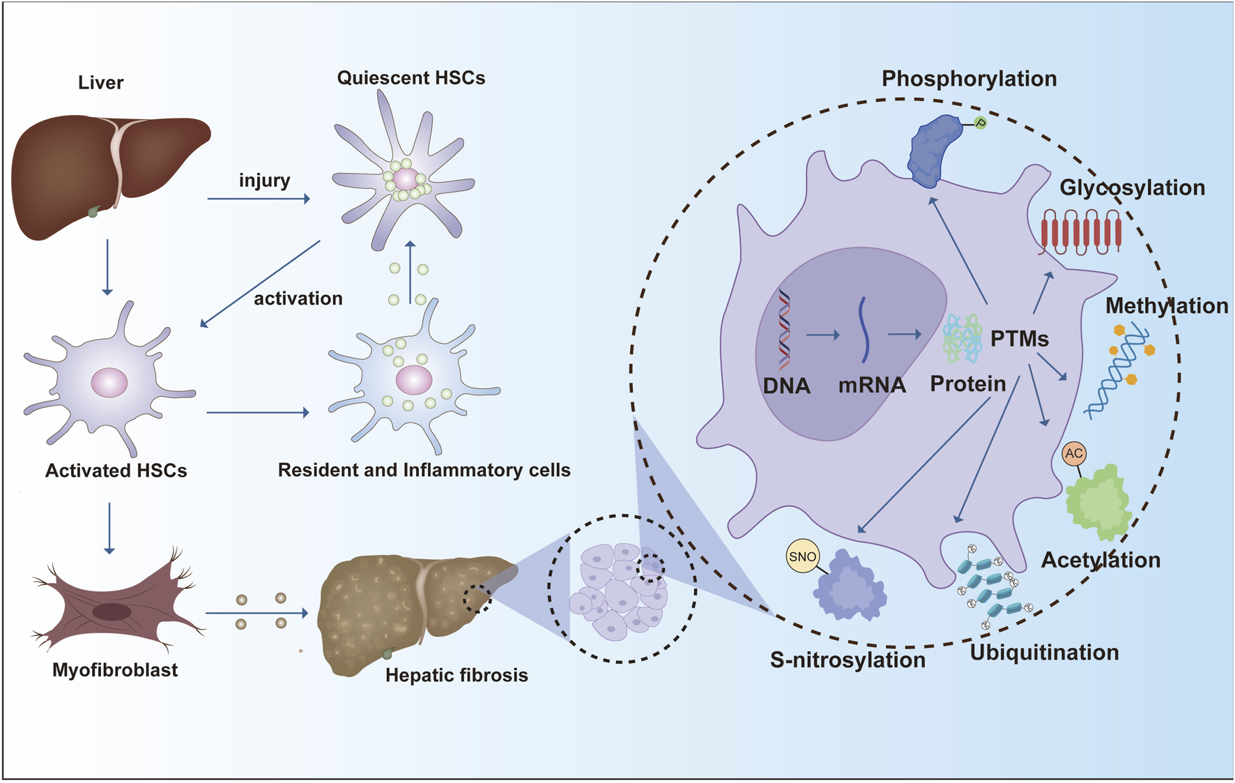 Diagram illustrating liver injury and activation of hepatic stellate cells (HSCs) leading to hepatic fibrosis. Quiescent HSCs become activated, interacting with resident and inflammatory cells, forming myofibroblasts. A zoom section explains post-translational modifications (PTMs) like phosphorylation, glycosylation, methylation, acetylation, S-nitrosylation, and ubiquitination affecting proteins, DNA, and mRNA.
