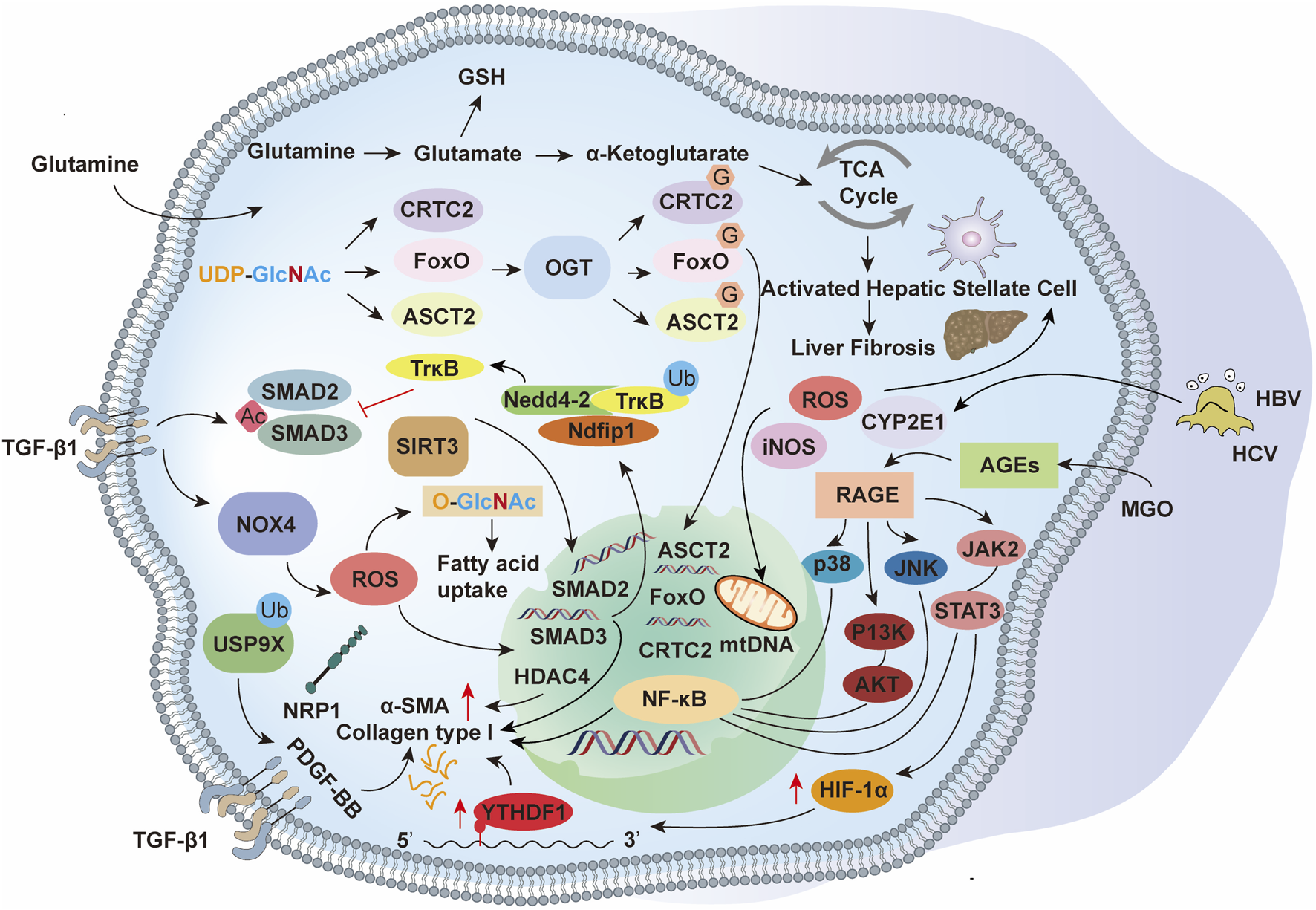 Diagram depicting the molecular pathways involved in liver fibrosis. It highlights interactions between molecules like Glutamine, Smad2, Smad3, and various proteins such as CRTC2, FoxO, and OGT. Pathways leading to liver fibrosis include TGF-β1 signaling, glutamine metabolism, and ROS induction. The diagram shows the roles of hepatic stellate cells, various enzymes, proteins, and viruses like HBV and HCV.