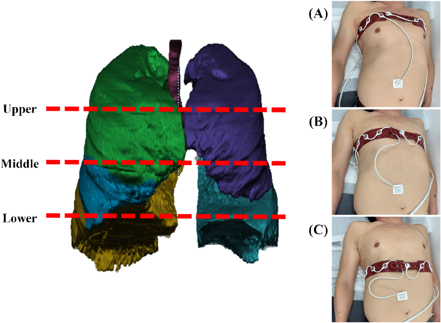 3D lung model showing colored lobes with red dashed lines marking upper, middle, and lower sections. Adjacent are three images labeled A, B, and C, displaying a person with a medical device on their chest at different positions.