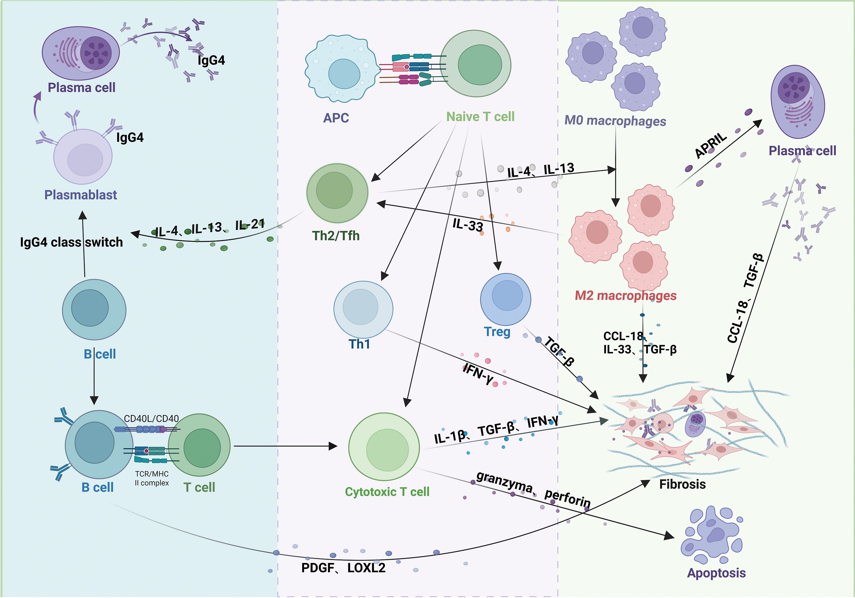 Diagram illustrating immune cell interactions in IgG4-RD. It shows B cells, plasma cells, and immune pathways involving cytokines like IL-4, IL-13, and TGF-b.Includes macrophages, Th cells, cytotoxic T cells, and mentions fibrosis and apoptosis processes. Paths and cytokine interactions are depicted with arrows.