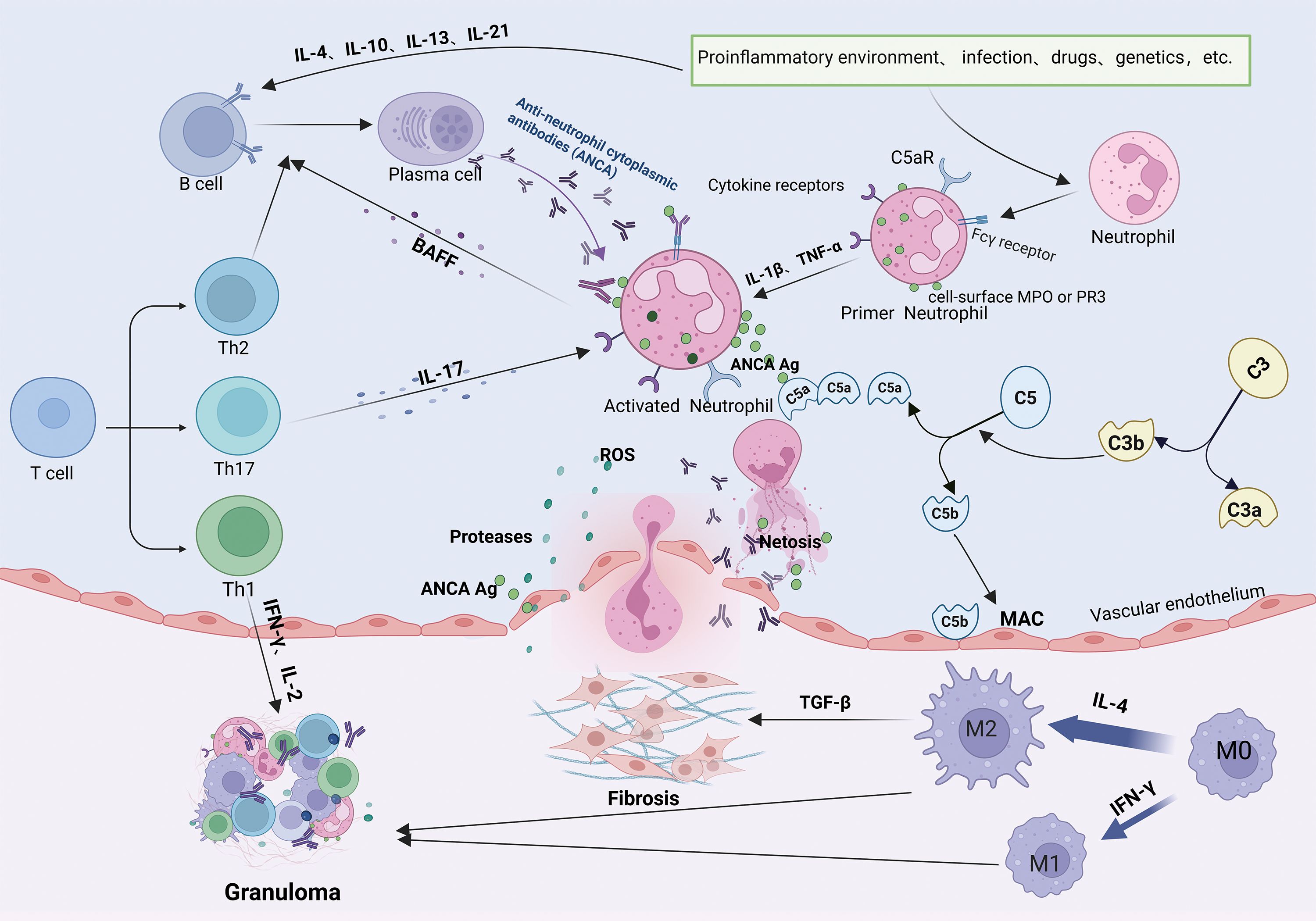 Diagram illustrating the immune response in MPA/GPA involving B cells, T cells, plasma cells, neutrophils, and macrophages. It shows interactions like cytokine release, ANCA antibodies, and pathways leading to netosis, fibrosis, and granuloma formation. Environmental factors like infections and genetics affect the process, with key elements being IL-4, IL-17, TNF-a, and IFN-g. The complement system's role is highlighted, showing C5 convertase action and the membrane attack complex (MAC) formation at the vascular endothelium.