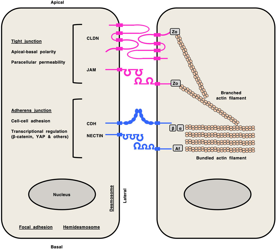 Diagram of cell junctions showing tight and adherens junctions between two cells. Tight junctions include CLDN and JAM, linked to ZO proteins and branched actin filaments. Adherens junctions include CDH and NECTIN, associated with β-catenin, α-catenin, and bundled actin filaments. The nucleus is shown in each cell. Labels describe functions such as apical-basal polarity, paracellular permeability, cell-cell adhesion, and transcriptional regulation. Basal features include focal adhesion and hemidesmosomes.