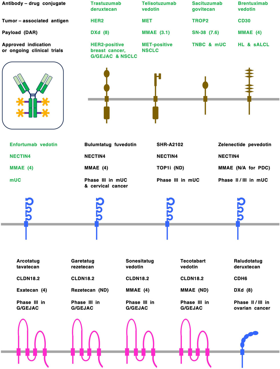 Diagram of antibody-drug conjugates targeting various tumor-associated antigens. Illustrated are antibodies like Trastuzumab deruxtecan targeting HER2, Telisotuzumab vedotin targeting MET, and others. The graphic shows payload types, approved indications, and clinical trial phases. Antigens include NECTIN4, CLDN18.2, and CDH6. Conjugates are visualized on cellular structures with descriptions of payloads such as MMAE and DXd, and trial phases for cancers like NSCLC, breast, cervical, and ovarian cancer.