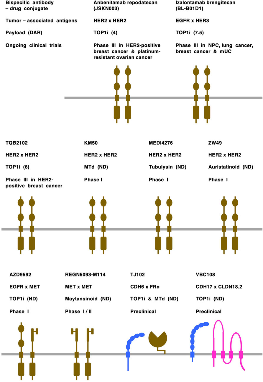 International nonproprietary names (INNs) of drugs are shown in lowercase letters. Please correct Anbenitamab repodatecan and Izalontamab brengitecan to anbenitamab repodatecan and izalontamab brengitecan, respectively.