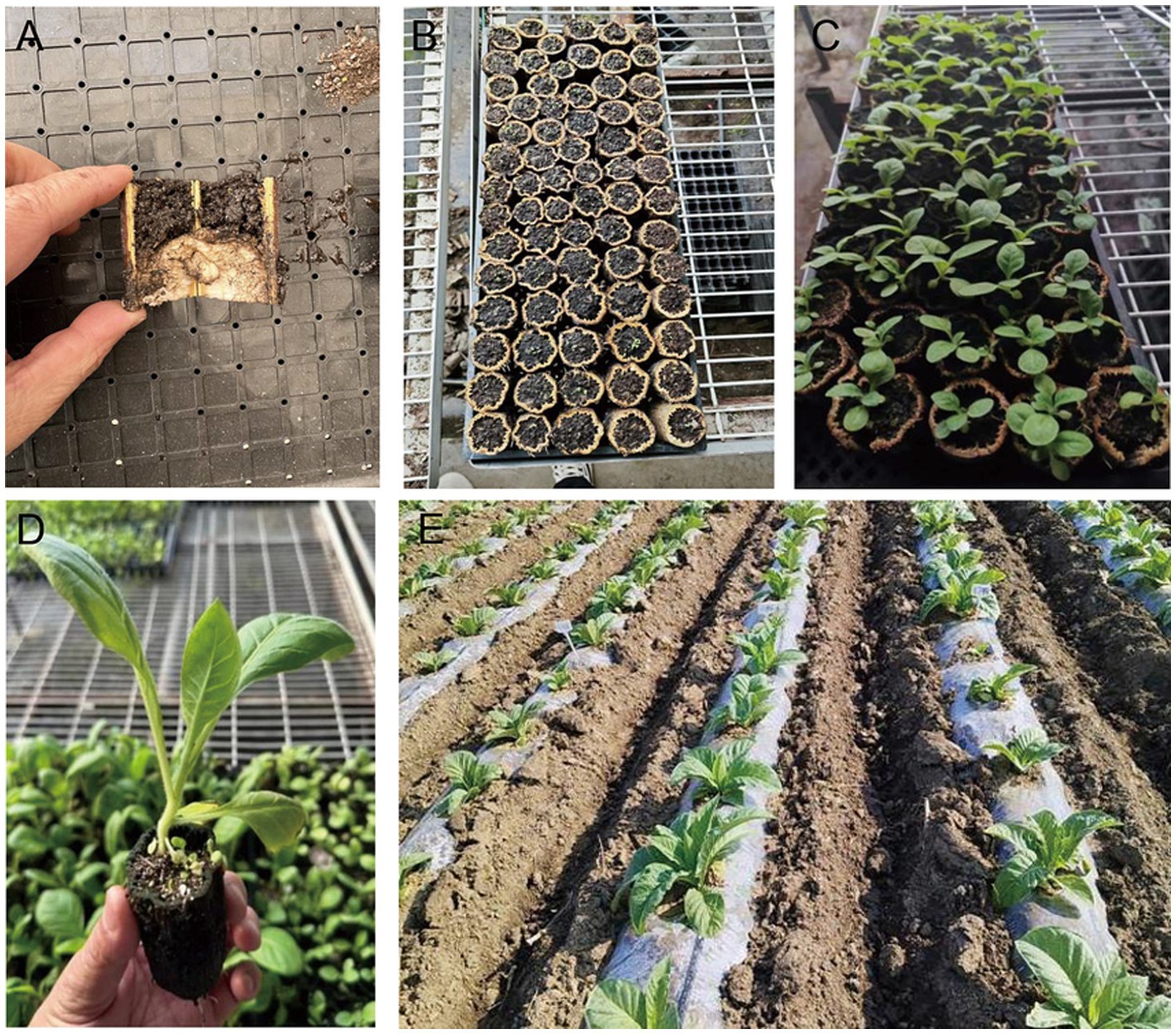 A series of images showing different stages of plant growth. Image A shows a hand holding a half pot filled with soil. Image B displays trays of soil-filled pots. Image C shows sprouting seedlings in pots. Image D features a close-up of a hand holding a young plant with leaves. Image E depicts rows of plants growing in a field, covered with plastic sheets on the ground.