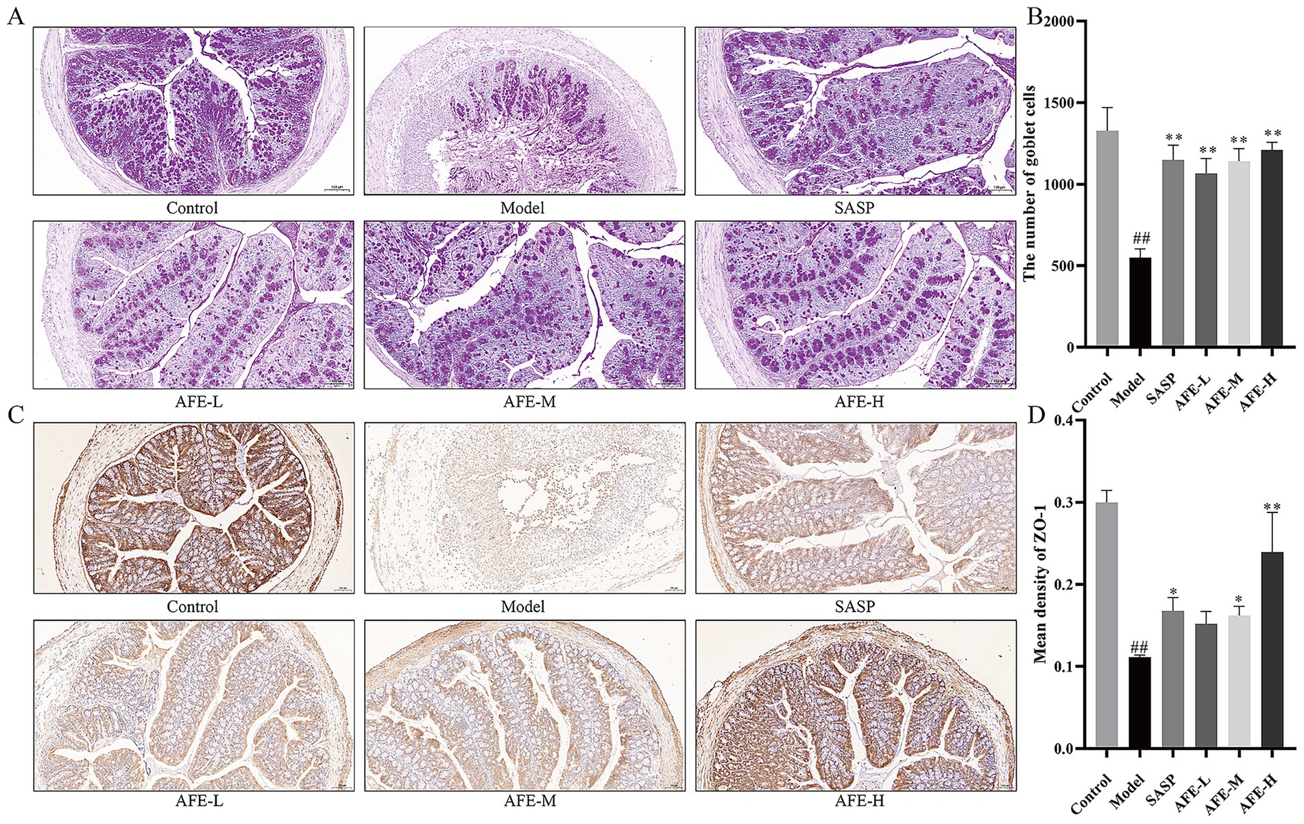 Histological images and bar charts illustrating the effects of various treatments. Panels A and C display tissue samples under different conditions: Control, Model, SASP, AFE-L, AFE-M, and AFE-H. Panel B shows a bar chart of goblet cell counts, with the Model group showing the lowest count. Panel D presents a bar chart of ZO-1 density, with AFE-H indicating a higher mean density than the Model group. Periodic acid-Schiff and immunohistochemistry staining are used.