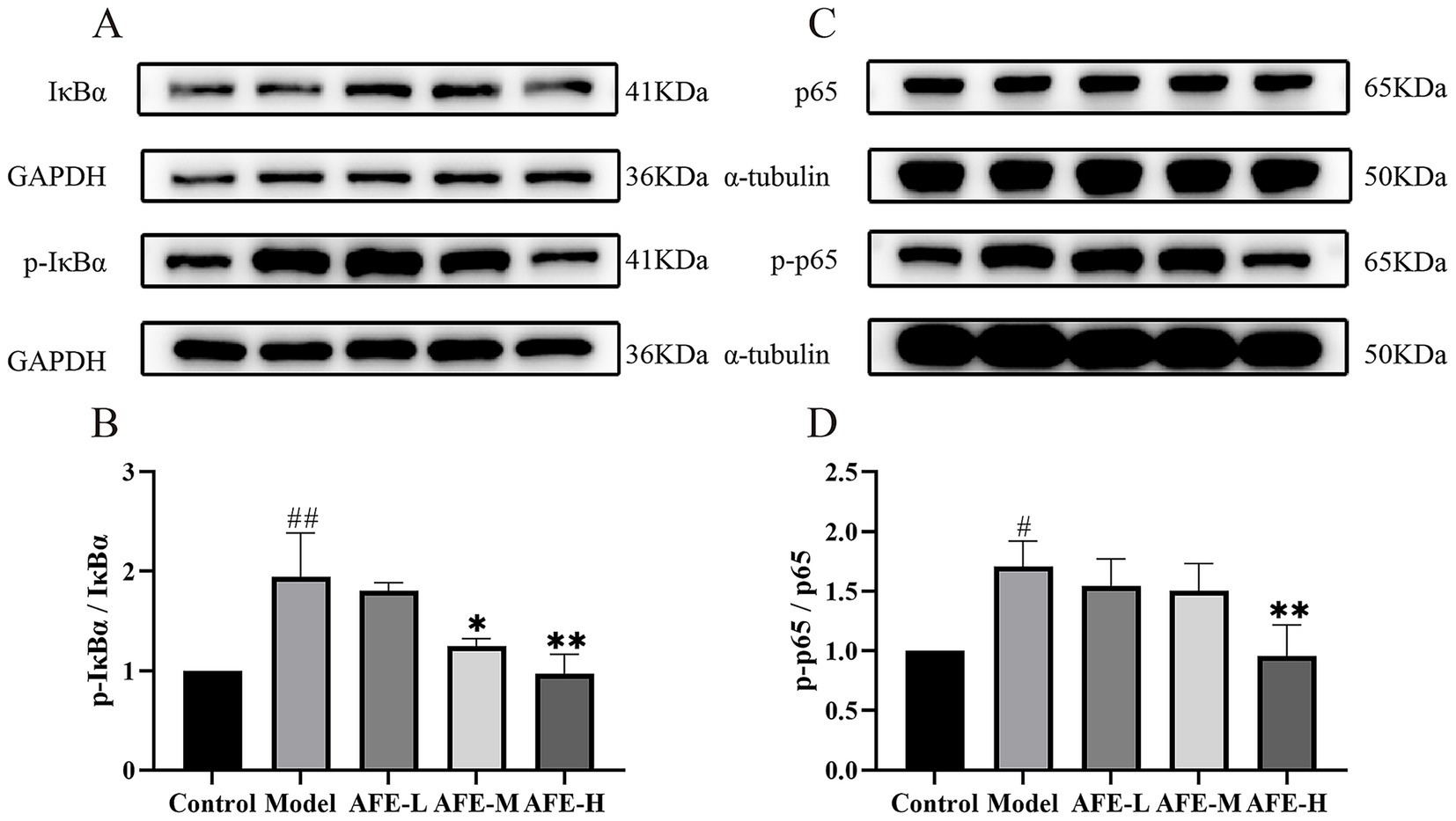 Western blot analysis and bar graphs showing protein expression levels. Panel A displays bands for IκBα and p-IκBα with GAPDH as a control. Panel C shows bands for p65 and p-p65 with α-tubulin as a control. Panels B and D illustrate bar graphs quantifying p-IκBα/IκBα and p-p65/p65 ratios across different experimental conditions labeled Control, Model, AFE-L, AFE-M, and AFE-H. Statistical significance is indicated with symbols above the bars.