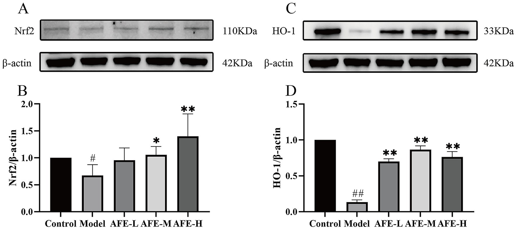 Western blot results and bar graphs comparing protein expressions. Panel A shows Nrf2 and β-actin bands; Panel B provides corresponding bar graph of Nrf2/β-actin ratios across control, model, and three treatment groups (AFE-L, AFE-M, AFE-H). Panel C displays HO-1 and β-actin bands; Panel D shows the respective HO-1/β-actin ratios. Statistically significant differences indicated by symbols above bars.