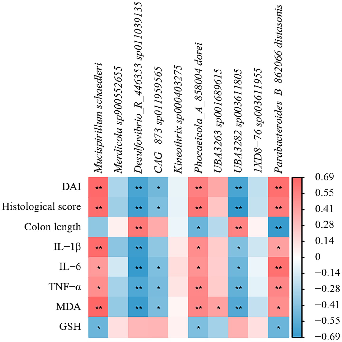 Heatmap showing correlations between different bacterial species and various health indicators such as DAI, histological score, colon length, IL-1β, IL-6, TNF-α, MDA, and GSH. The color scale ranges from -0.69 (blue) to 0.69 (red). Asterisks indicate significance levels, with more asterisks representing higher significance.