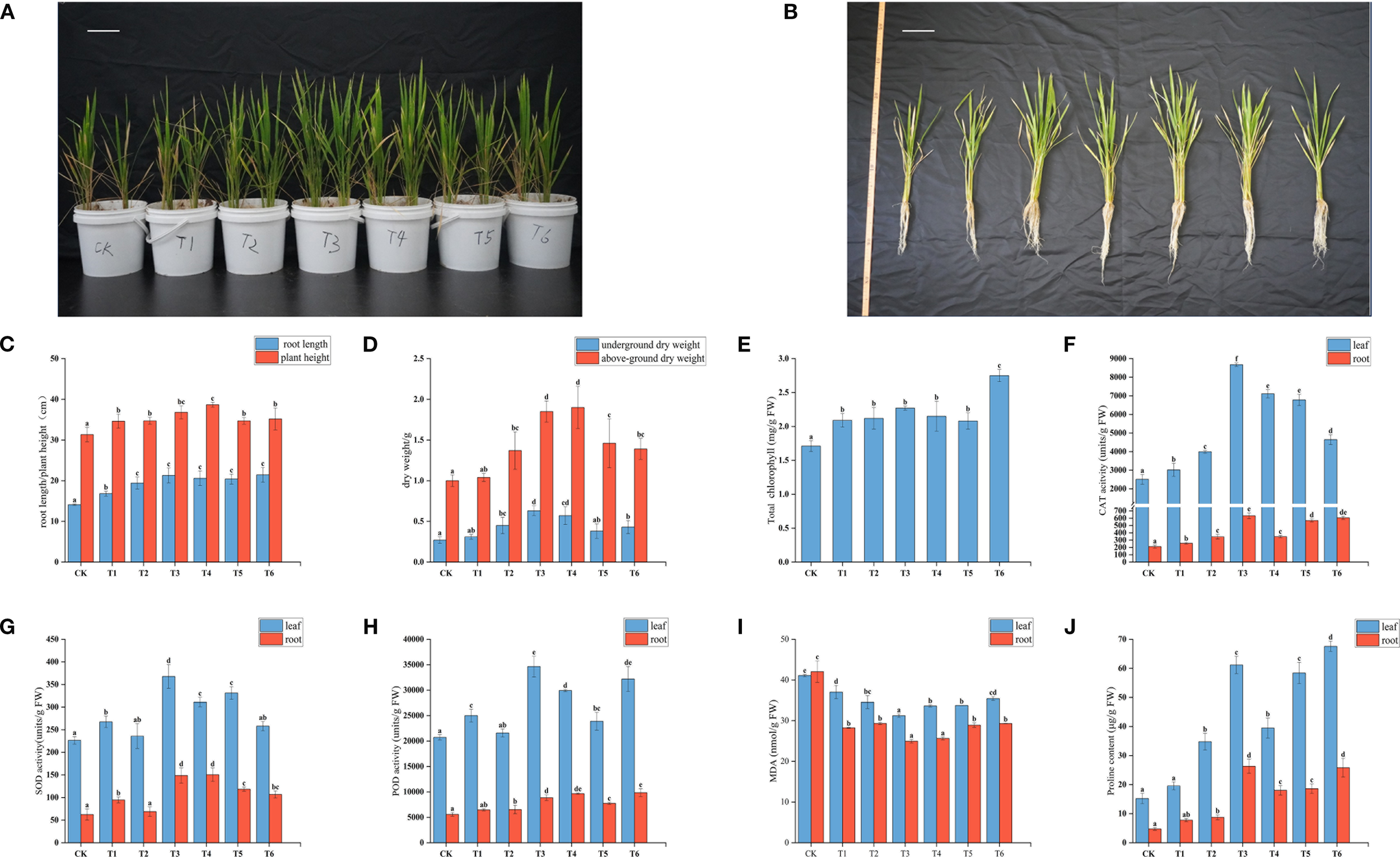 Image contains two panels (A and B) showing rice plants at different growth stages, with panel A featuring potted plants and panel B displaying uprooted plants lined up. Additional panels (C-J) show various bar charts comparing factors like root length, plant height, dry weight, chlorophyll content, and enzyme activities across different treatment groups labeled CK, T1, T2, T3, T4, T5, and T6. Blue and red bars in the charts represent distinct measurements, such as root and leaf data. Each chart includes a legend and error bars for statistical comparison.