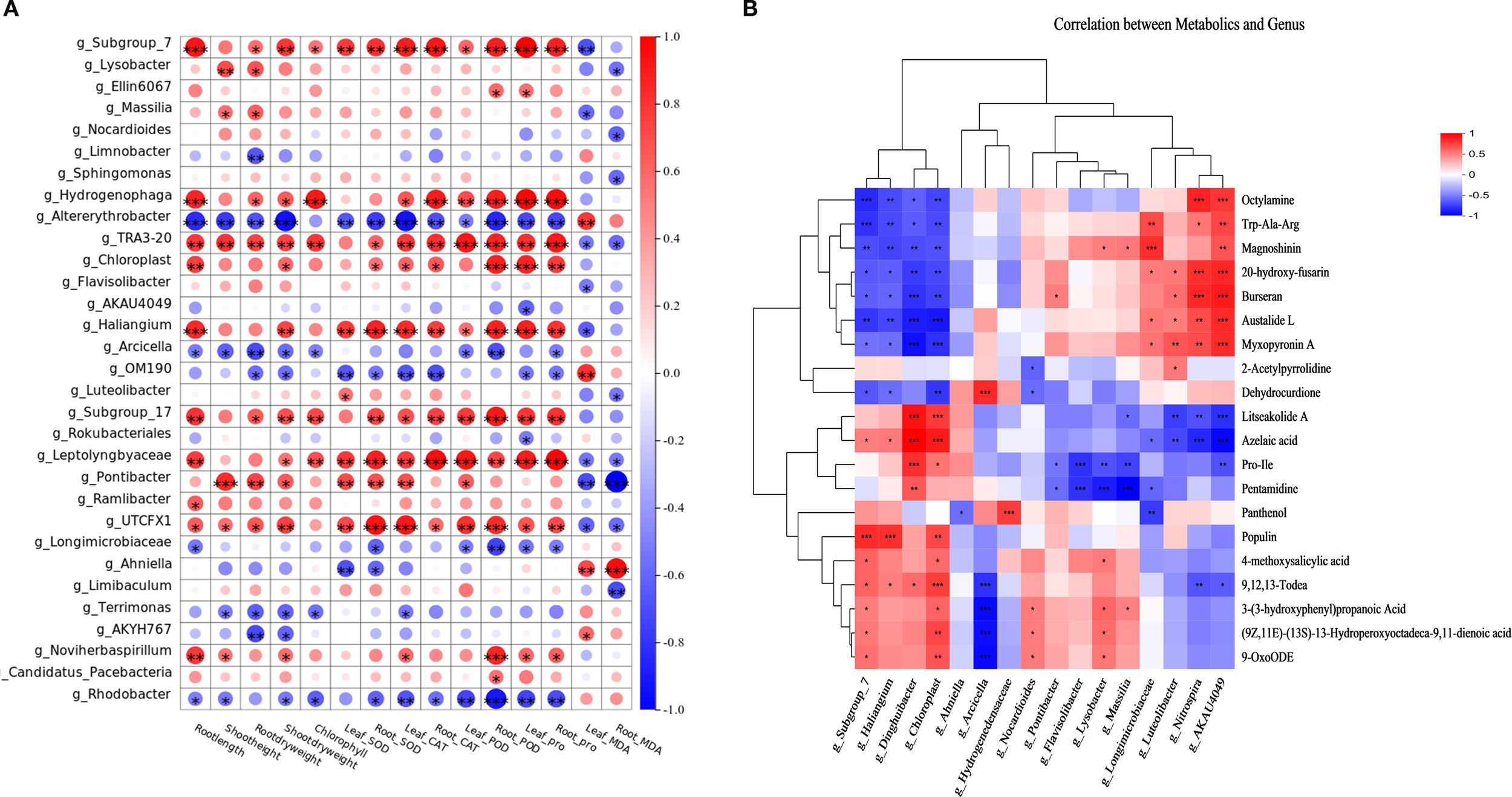 Panel A is a correlogram showing correlations between bacterial genera and plant traits, with varying colored circles indicating the strength and direction of correlations. Panel B is a heatmap displaying correlations between different bacterial genera and metabolics, with color gradients indicating correlation strength and direction. Both visuals employ a color scale from blue (negative correlation) to red (positive correlation).
