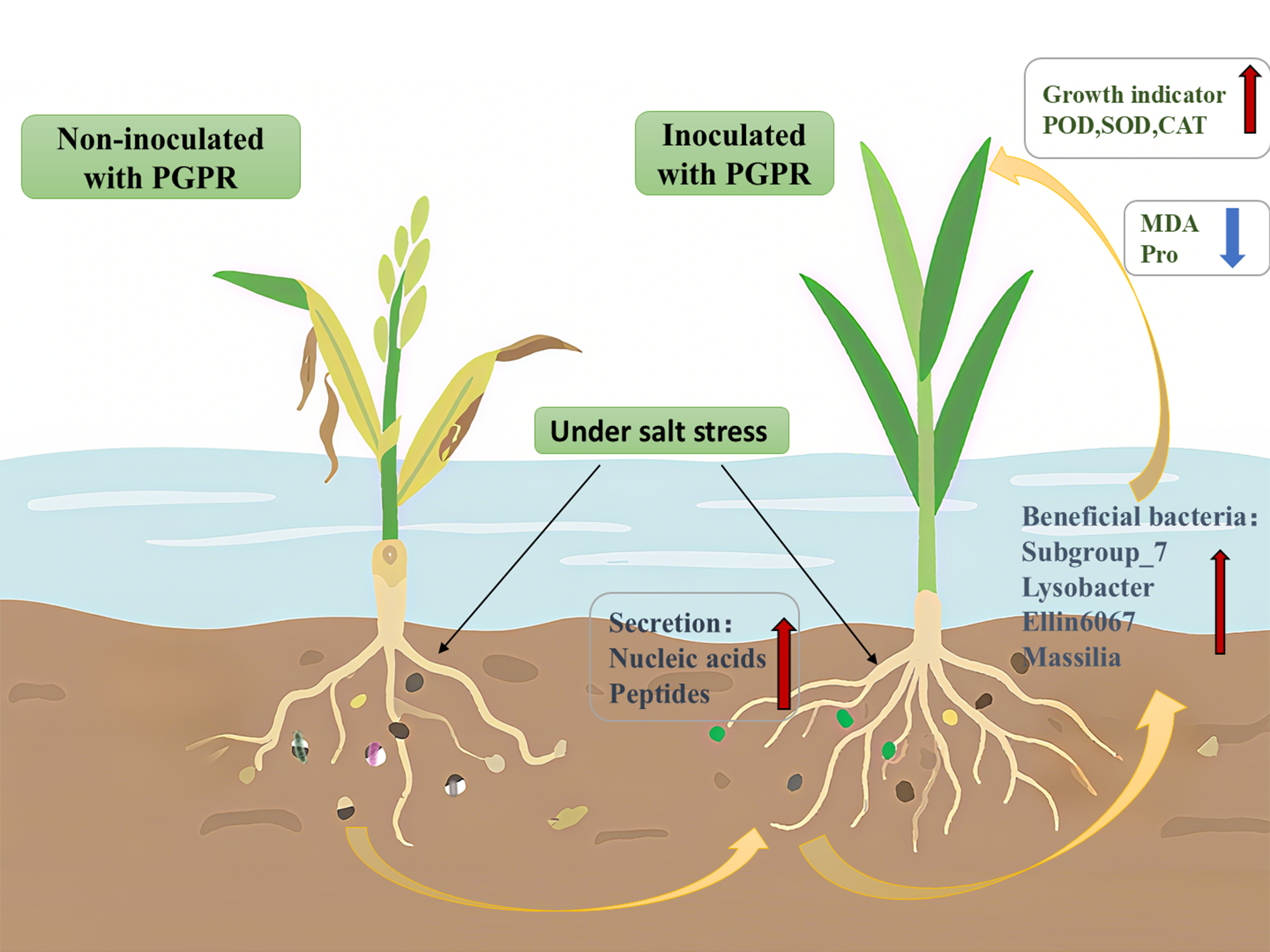 Diagram comparing two plants under salt stress, one not inoculated with Plant Growth-Promoting Rhizobacteria (PGPR) and showing poor growth, and the other inoculated, displaying healthier growth. The inoculated plant has increased growth indicators (POD, SOD, CAT) and decreased MDA production. Beneficial bacteria include Subgroup_7, Lysobacter, Ellin6067, and Massilia. Both root systems are shown with arrows indicating secretion of nucleic acids and peptides.