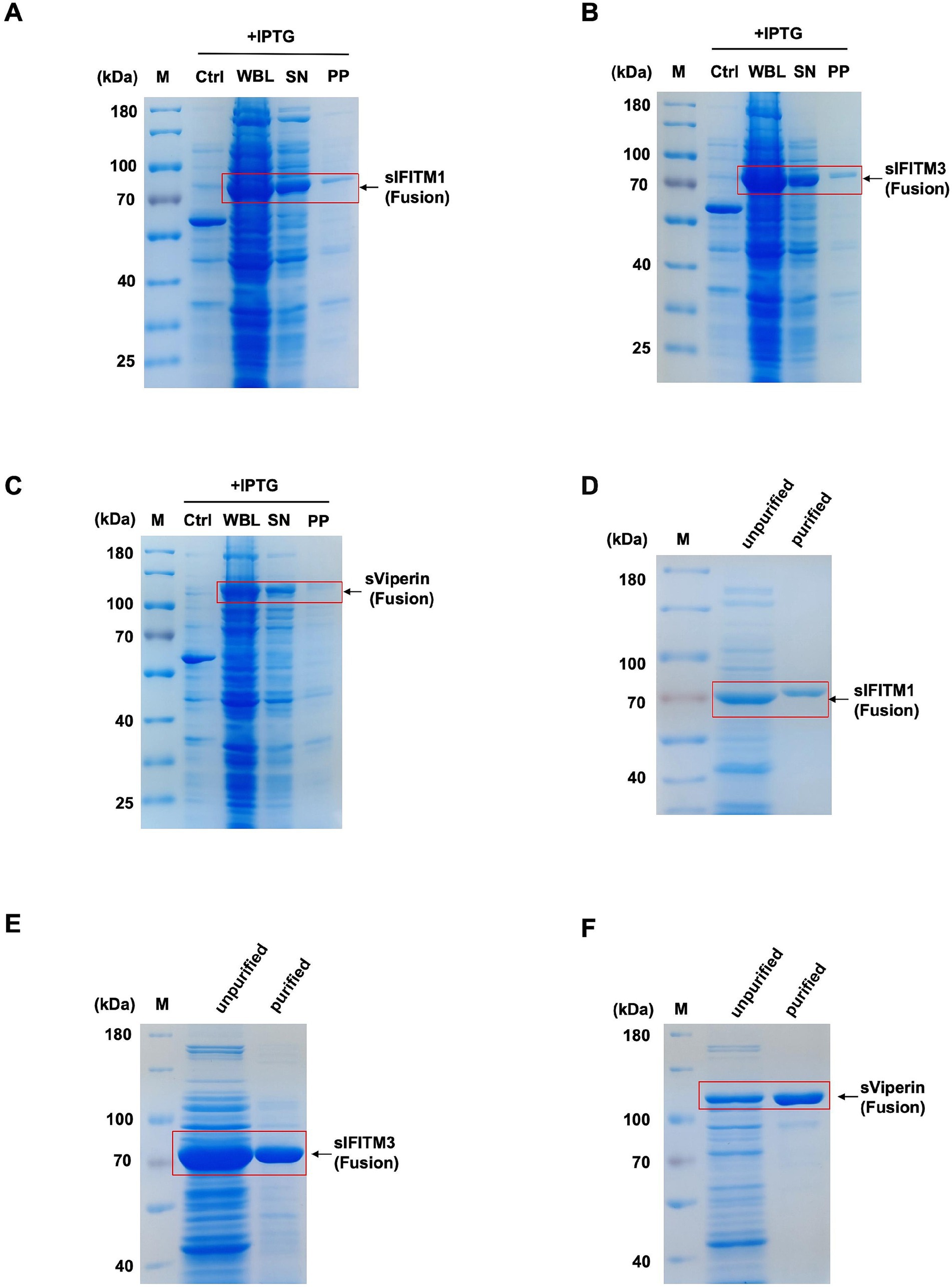 Six SDS-PAGE gel images labeled A to F. A, B, and C show several protein bands with a focus on fusion proteins sIFITM1, sIFITM3, and sViperin, indicated by red boxes. Images D, E, and F display comparison between unpurified and purified forms of these proteins. Molecular weight markers (M) are included on all gels, ranging from 25 to 180 kDa.