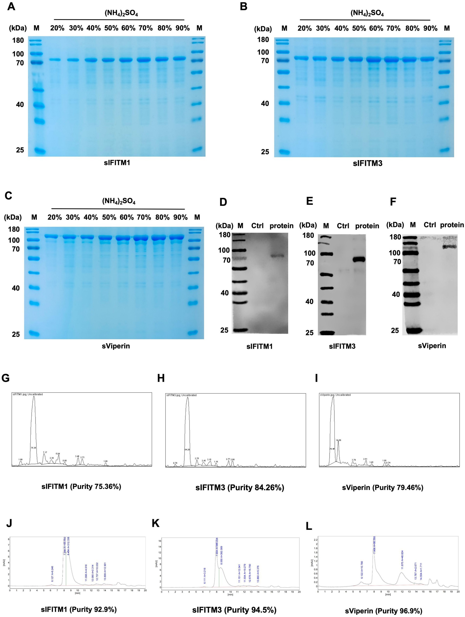 The image shows a series of panels from A to L illustrating protein purification processes. Panels A, B, and C are SDS-PAGE gels showing protein band patterns for sIFITM1, sIFITM3, and sViperin, respectively, at various ammonium sulfate concentrations. Panels D, E, and F display Western blot results comparing control and protein samples for sIFITM1, sIFITM3, and sViperin. Panels G, H, and I provide chromatography graphs of sIFITM1, sIFITM3, and sViperin with purities of 75.36%, 84.26%, and 79.46%, respectively. Panels J, K, and L show chromatography graphs indicating higher purities of sIFITM1 at 92.9%, sIFITM3 at 94.5%, and sViperin at 96.9%.