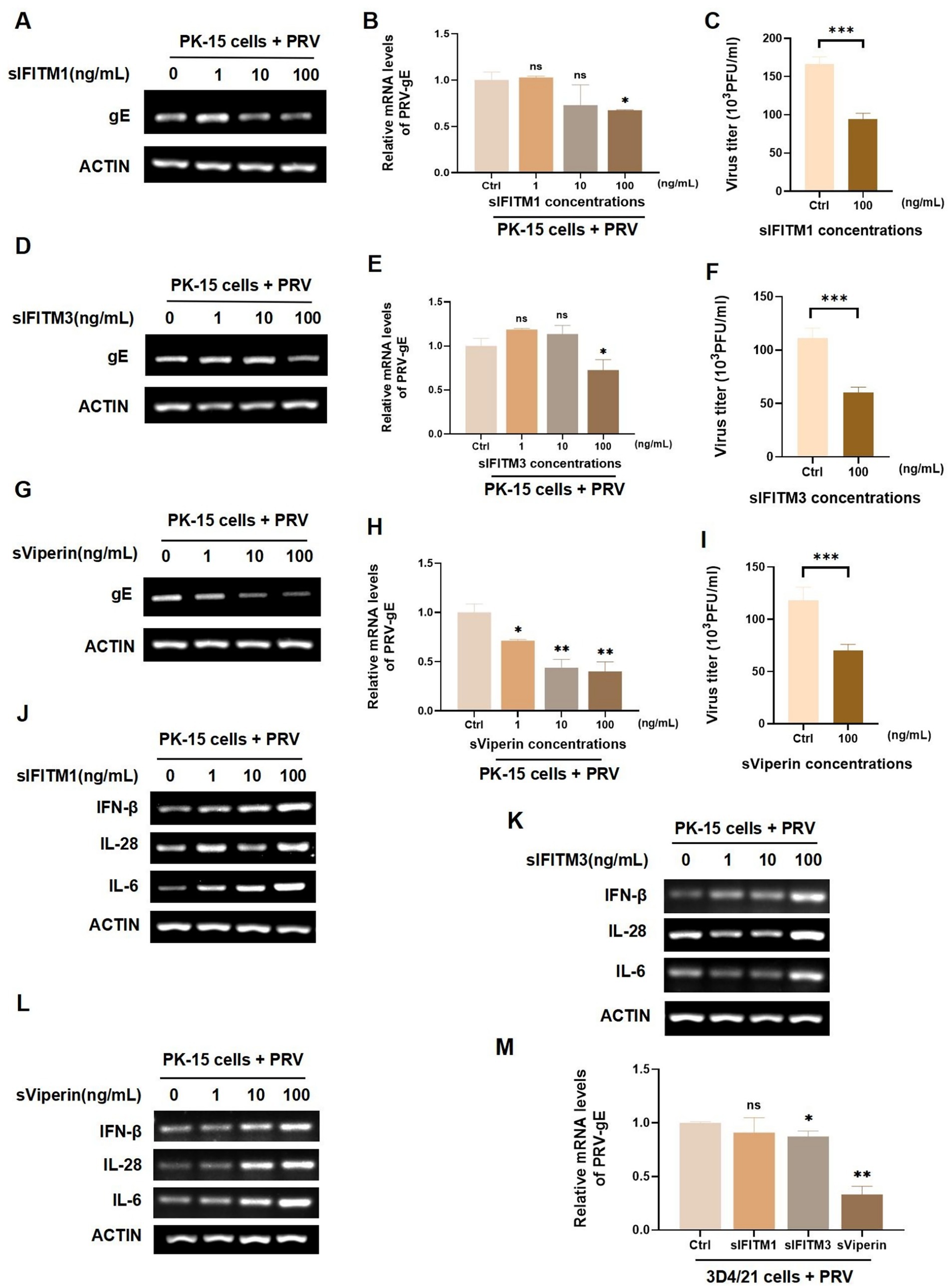 Experimental results depicting the effects of siIFITM1, siIFITM3, and sViperin on PRV in PK-15 cells. Panels A, D, G, J, K, and L show gel electrophoresis results for gE, IFN-β, IL-28, IL-6, and ACTIN at different protein concentrations. Panels B, E, H, and M display bar graphs indicating relative mRNA levels of PRV-gE. Panels C, F, and I show virus titers in PFU/mL. Statistical notations include * for significance, ** for high significance, *** for very high significance, and ns for not significant.