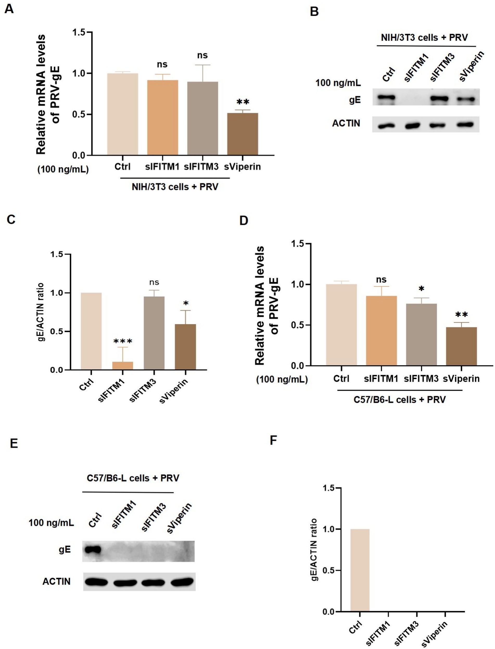 Charts and western blot images compare the effects of control, siFITM1, siFITM3, and siViperin on PRV-vgE mRNA levels in NIH/3T3 and C57/BL6 cells. Panels A and D display bar graphs showing relative mRNA levels, with siViperin significantly reducing levels compared to others. Panels B and E show western blots for gE and ACTIN, with gE bands faint for siViperin. Panels C and F display the gE/ACTIN ratio, indicating significant reductions for siViperin in NIH/3T3 cells and no gE detected for C57/B6-L cells under siViperin.