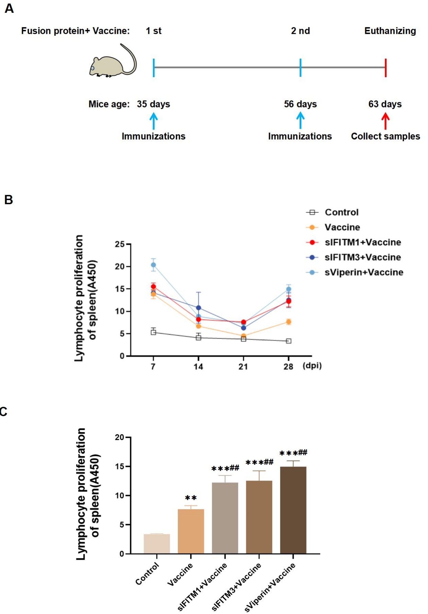 Diagram with three panels. Panel A: Timeline of mice immunization and sample collection. Immunizations occur at day thirty-five and fifty-six, with sample collection on day sixty-three.Panel B: Line graph showing lymphocyte proliferation in mouse spleens over twenty-eight days. Five groups are compared: control, vaccine, sIFITM1+vaccine, sIFITM3+vaccine, and sViperin+vaccine. The vaccine groups generally show higher proliferation than control.Panel C: Bar graph depicting lymphocyte proliferation at sixty-three days. The vaccine groups show significantly increased proliferation compared to the control.