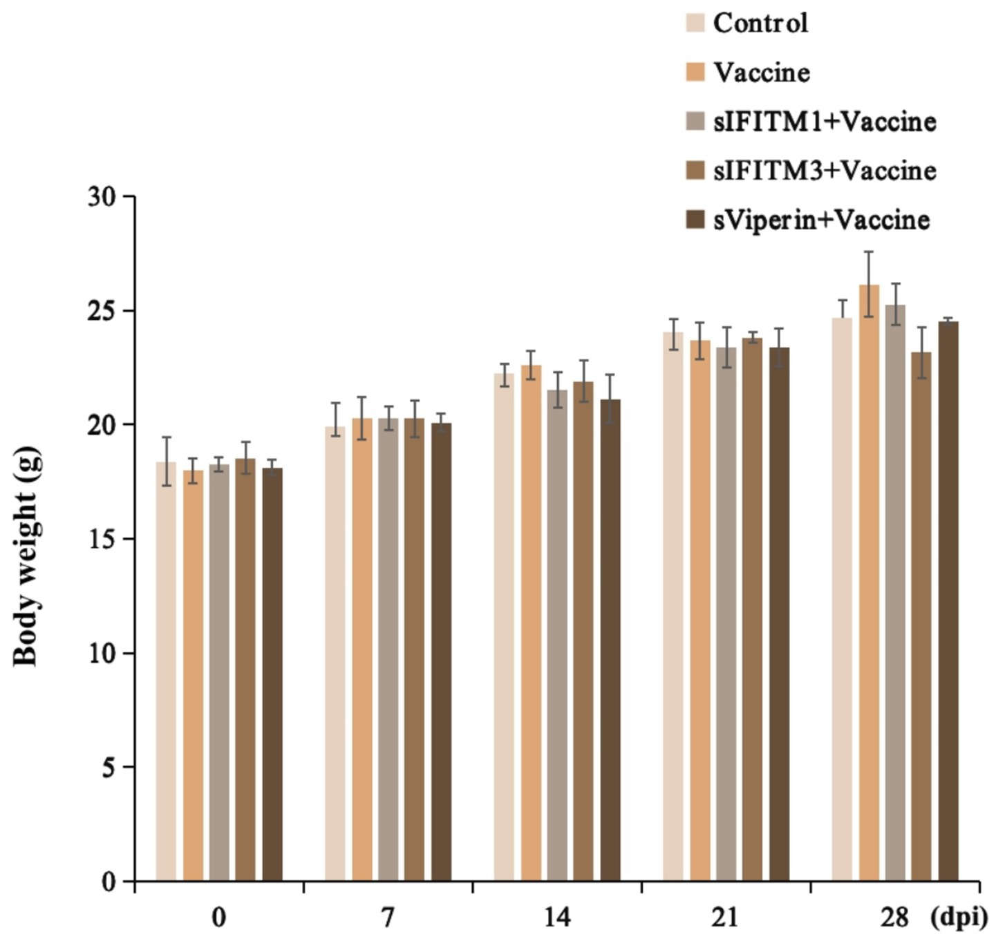 Bar chart showing body weight changes over 28 days post-inoculation (dpi) for different treatment groups: Control, Vaccine, sIFITM1+Vaccine, sIFITM3+Vaccine, and sViperin+Vaccine. Each group exhibits an overall increase in body weight from around 18-20 grams at day 0 to approximately 25-28 grams by day 28, with minor variations among the groups. Error bars are present to indicate variations in data.