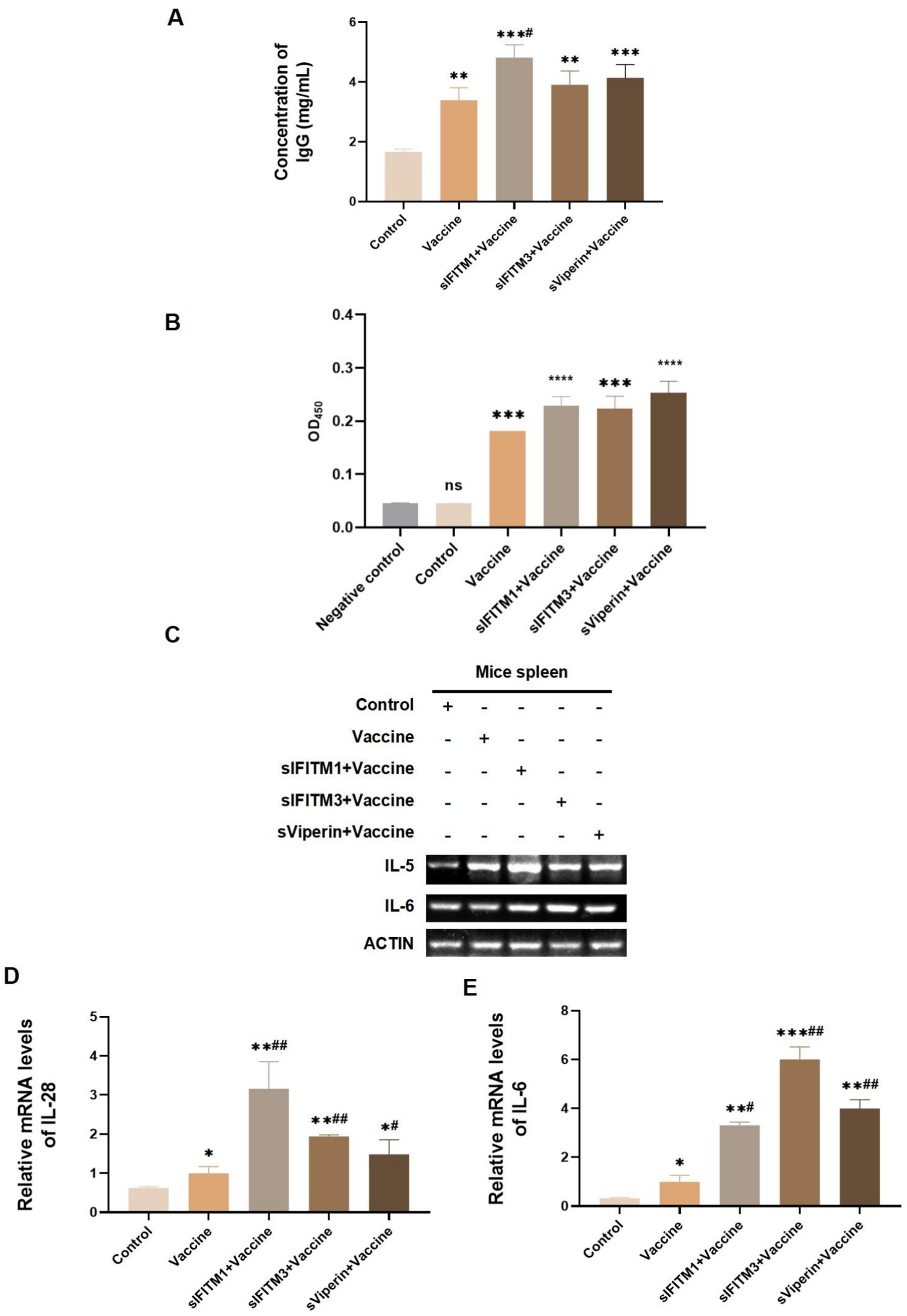 Five-panel figure illustrating data from a study on vaccine efficacy in mice. Panel A: Bar graph showing IgG concentration levels across five groups, with significant increases noted in siIFITM3+Vaccine and sViperin+Vaccine groups. Panel B: Bar graph displaying optical density (OD_450) values, with notable increases in vaccine-treated groups except the control. Panel C: Gel electrophoresis image showing expression of IL-5, IL-6, and ACTIN in mice spleen, with varying expression in different groups. Panel D: Bar graph depicting IL-28 mRNA levels, significantly higher in siIFITM3+Vaccine group. Panel E: Bar graph of IL-6 mRNA levels, showing significant increase in siIFITM3+Vaccine and sViperin+Vaccine groups.