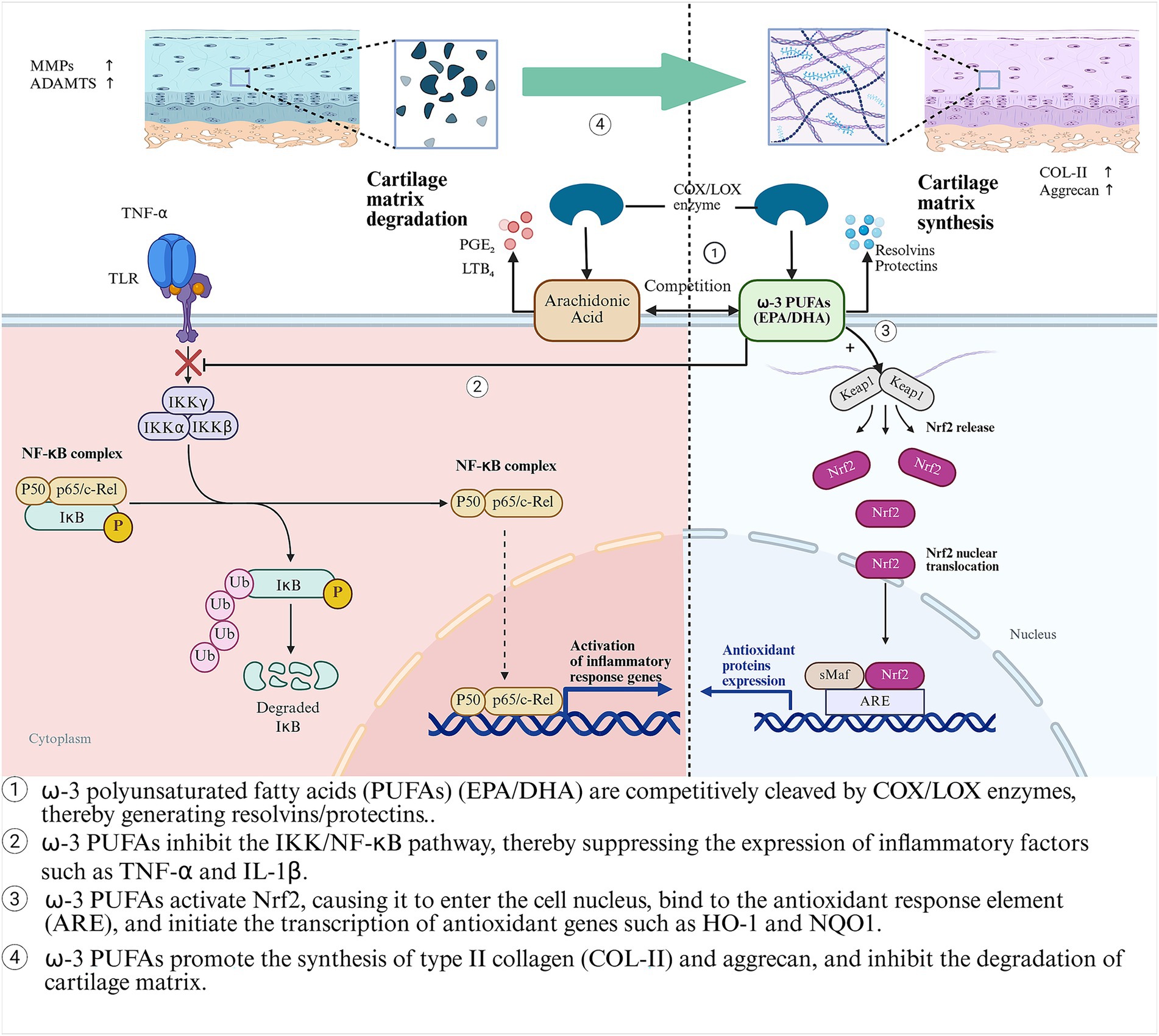 Diagram illustrating the effects of omega-3 polyunsaturated fatty acids (PUFAs) such as EPA and DHA on cartilage matrix synthesis and degradation. The process involves competition with arachidonic acid for COX/LOX enzymes, inhibiting the NF-kB pathway, and activating Nrf2 for antioxidant protein expression. This promotes type II collagen and aggrecan synthesis and reduces inflammatory responses, protecting cartilage. Annotations explain each step, showing cellular pathways and key proteins involved.