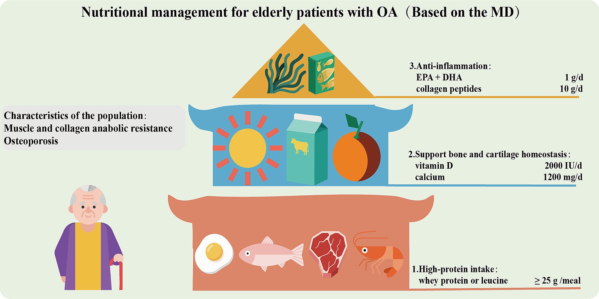 Nutritional management graphic for elderly patients with osteoarthritis. Displays pyramid sections: anti-inflammatory (EPA, DHA, collagen), bone/cartilage support (vitamin D, calcium), high-protein intake (whey, leucine). Illustrates related foods such as fish, dairy, and fruits alongside an elderly person with a cane. Describes muscle/collagen resistance and osteoporosis characteristics.