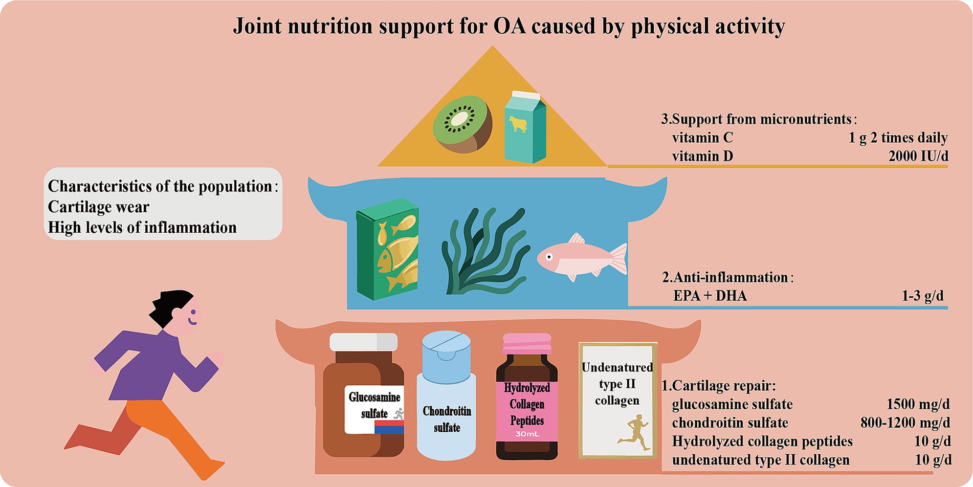 Infographic on joint nutrition support for osteoarthritis (OA) caused by physical activity. It highlights cartilage repair with glucosamine sulfate, chondroitin sulfate, hydrolyzed collagen peptides, and undenatured type II collagen. Anti-inflammation advice includes EPA and DHA, while micronutrient support suggests vitamin C and D. It identifies the population as having cartilage wear and high inflammation levels. Illustrations include supplements and food items like fish, kiwi, and dairy.