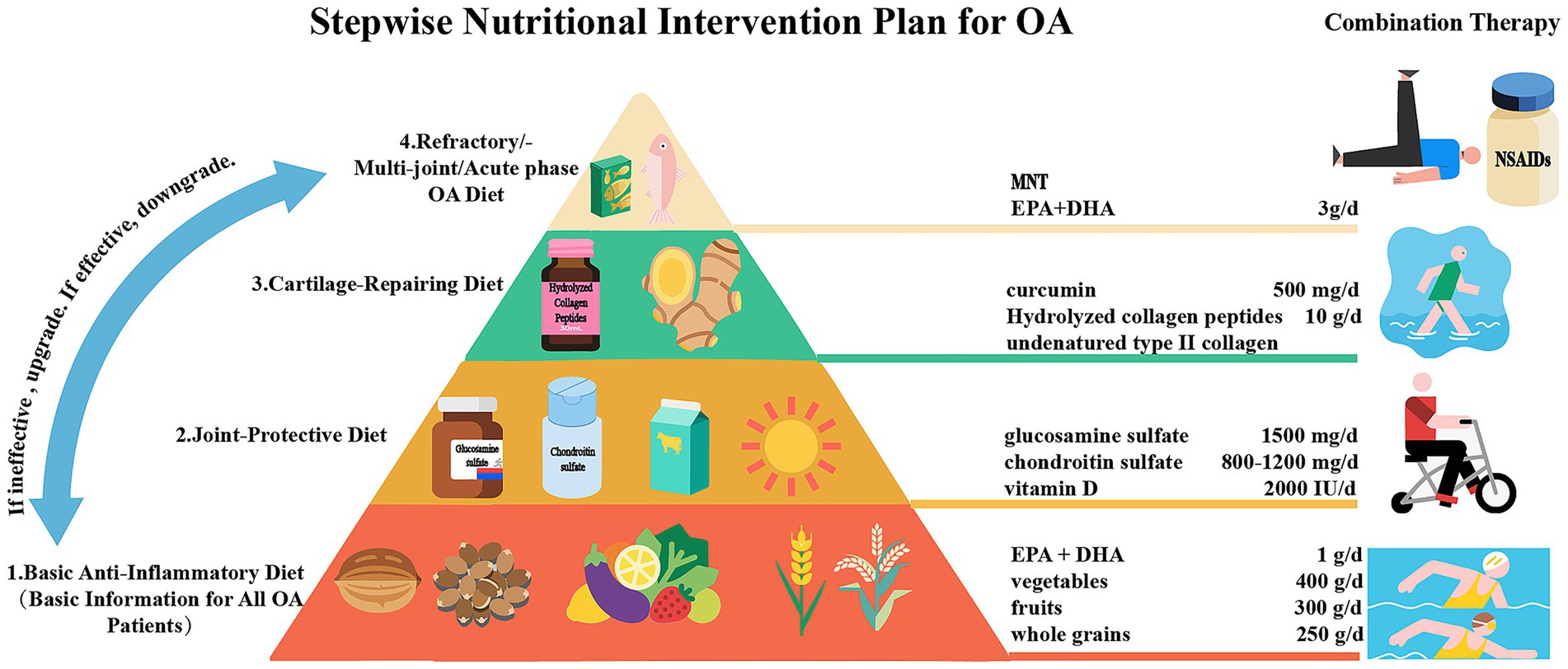 Stepwise Nutritional Intervention Plan for Osteoarthritis (OA) shown as a pyramid. At the base, a basic anti-inflammatory diet features EPA, DHA, vegetables, fruits, and whole grains with exercise. Middle shows joint-protective diet, including glucosamine, chondroitin, and vitamin D with biking. Top displays cartilage-repairing diet with curcumin and collagen supplements, accompanied by swimming. An optional refractory multi-joint acute phase diet with NSAIDs and rest is at the pinnacle, with an arrow indicating progression from base to top if ineffective.