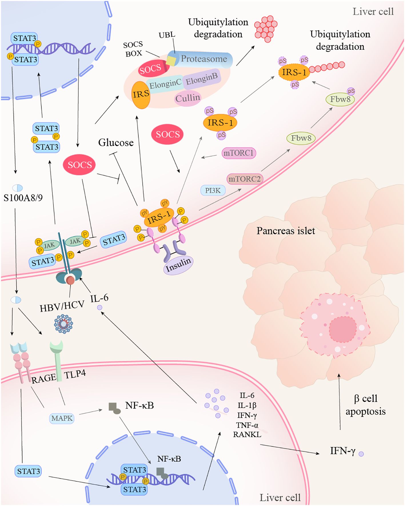 Illustration depicting cellular signaling pathways related to liver cells and pancreas islets. It highlights interactions involving STAT3, NF-kB, IRS-1, SOCS, and other molecules, showing mechanisms like ubiquitylation degradation and insulin signaling. Arrows indicate processes such as phosphorylation and pathways affected by IL-6, IFN-γ, and other cytokines, leading to β cell apoptosis.