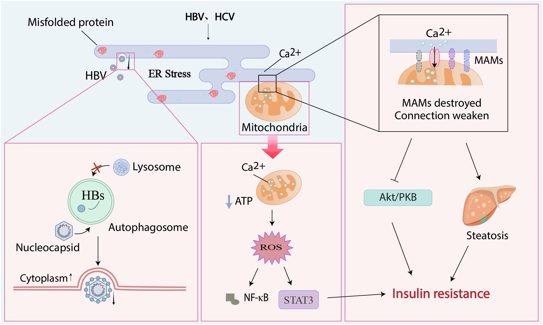 Diagram showing hepatitis viruses trigger ER stress and unfolded protein buildup. Simultaneously, viral nucleocapsids enter autophagosomes, combine with HBsAg to form virions, block autophagosome-lysosome fusion, and get released. Concurrently, ER stress causes calcium transfer to mitochondria, increasing ROS that activates STAT3 and NF-κB pathways. Meanwhile, the stress damages MAMs integrity, weakening Akt/PKB signaling and causing hepatic steatosis. Together, these parallel processes, especially STAT3 activation, lead to insulin resistance.