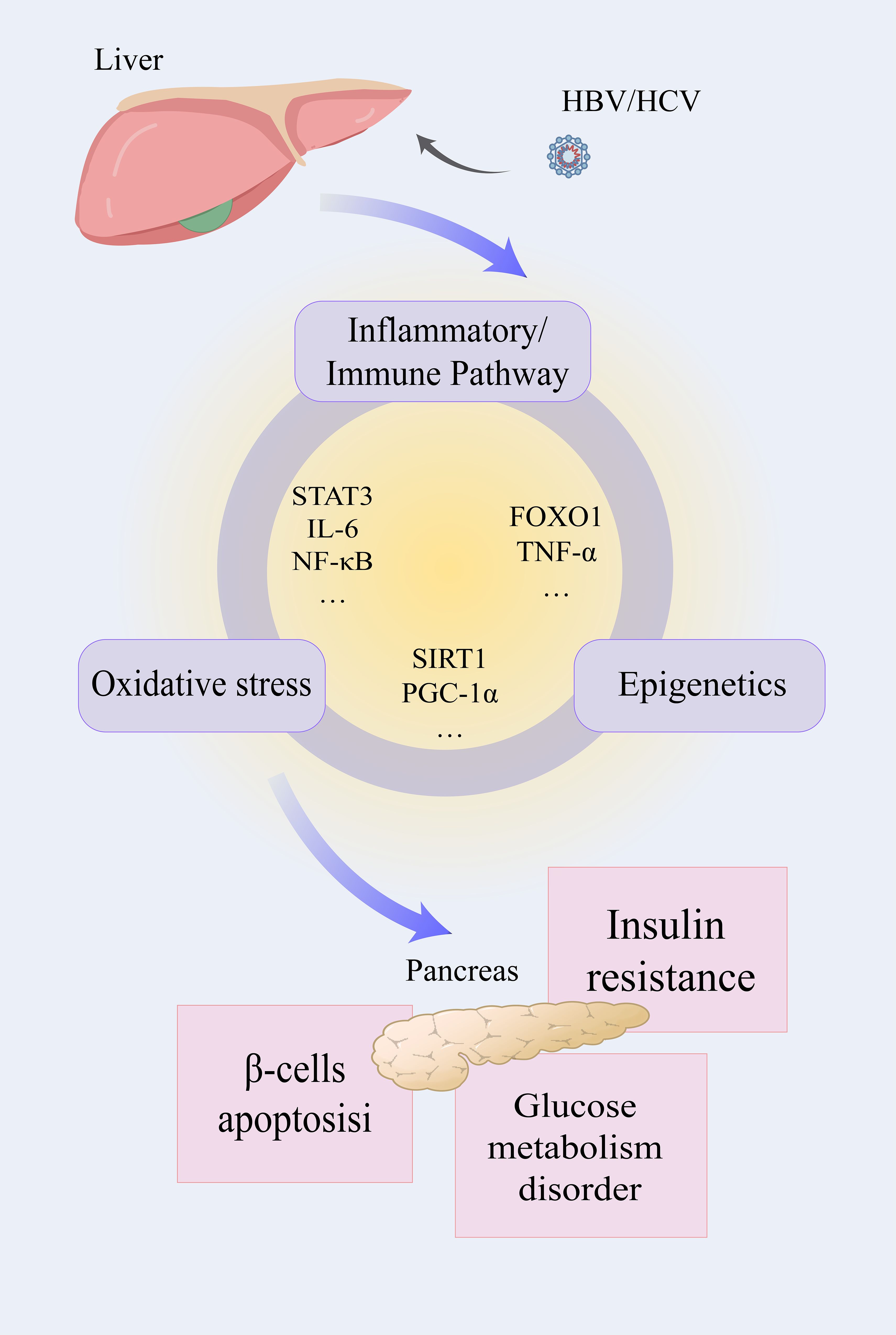 Diagram showing the impact of HBV/HCV on the liver, leading to inflammatory/immune pathways involving STAT3, IL-6, NF-κB, FOXO1, and TNF-α. This affects oxidative stress and epigenetics, targeting the pancreas, causing insulin resistance, beta-cell apoptosis, and glucose metabolism disorder.
