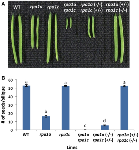 Frontiers  Molecular Evolution and Functional Diversification of  Replication Protein A1 in Plants