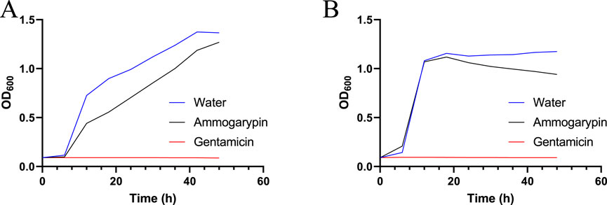 Two line graphs labeled A and B display bacterial growth over time, measured in optical density at six hundred nanometers (OD600). Graph A shows water and ammogyarpin treatments resulting in increasing growth, with water peaking higher, while gentamicin shows no growth. Graph B shows similar patterns, with slightly lower peaks for water and ammogyarpin.