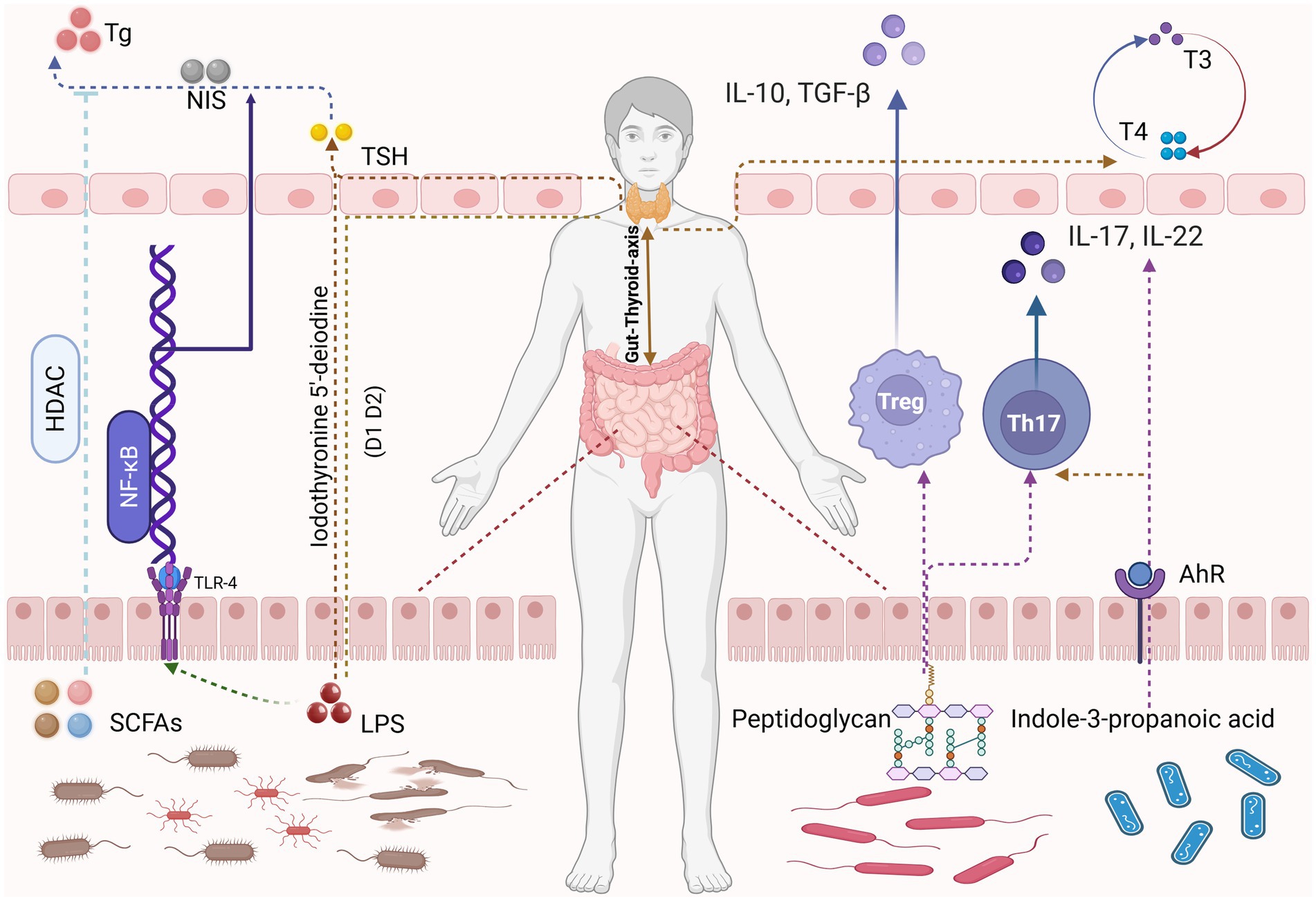 Illustration of the gut-thyroid axis showing interactions between the gut microbiota and thyroid function. Includes elements like Th17, Treg, SCFAs, LPS, iodothyronine, peptidoglycan, and indole-3-propanoic acid. Arrows indicate pathways and interactions involving HDAC, TLR-4, AhR, NF-kB, IL-17, IL-22, IL-10, TGF-β, and T3/T4. A human figure is depicted with highlighted thyroid and digestive tract, showing hormone and immune cell interactions.