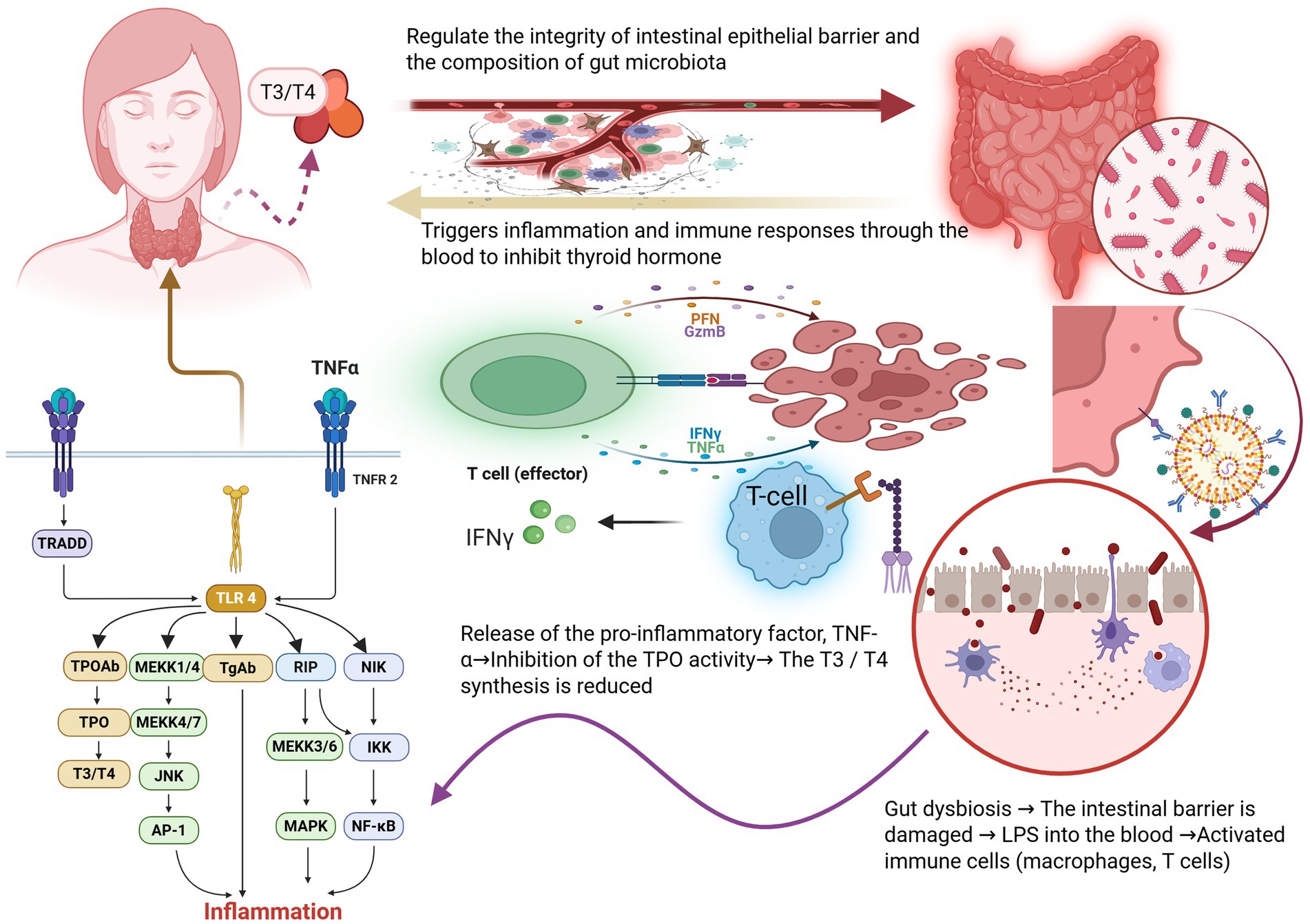 Diagram illustrating the impact of inflammation on thyroid function and gut integrity. The thyroid hormones T3 and T4 influence intestinal health. Inflammation triggers immune responses that disrupt thyroid hormone synthesis, involving TNF-alpha and T-cells, leading to gut dysbiosis. The intestinal barrier is compromised, allowing LPS into the blood, activating immune cells. Components include molecular pathways like TLR4 and TNF-alpha, impacting inflammation and gut health.