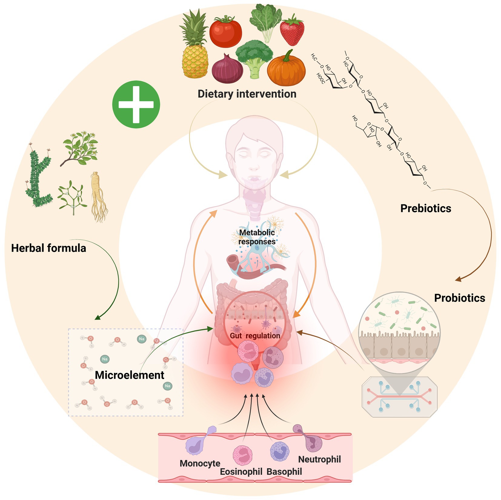 Illustration showing factors influencing gut regulation and metabolic responses. Elements include dietary intervention (fruits and vegetables), herbal formulas, prebiotics, and probiotics. These impact gut regulation, immune cells like monocytes and neutrophils, emphasizing overall health benefits.