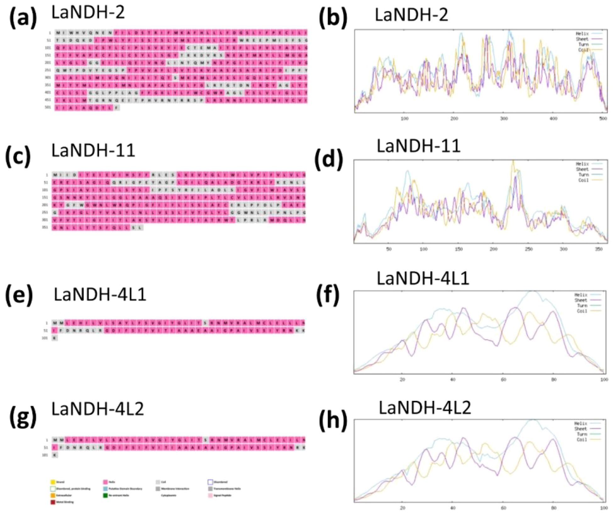 Sequence alignments and structure graphs of four LaNDH variants: LaNDH-2, LaNDH-11, LaNDH-4L1, and LaNDH-4L2. Panels (a), (c), (e), and (g) display amino acid sequences with pink and gray highlights indicating different properties. Panels (b), (d), (f), and (h) show graphs of secondary structure content with lines representing helix, sheet, turn, and coil elements across sequence positions. The legend at the bottom explains the color coding for structural properties like coils and helices.