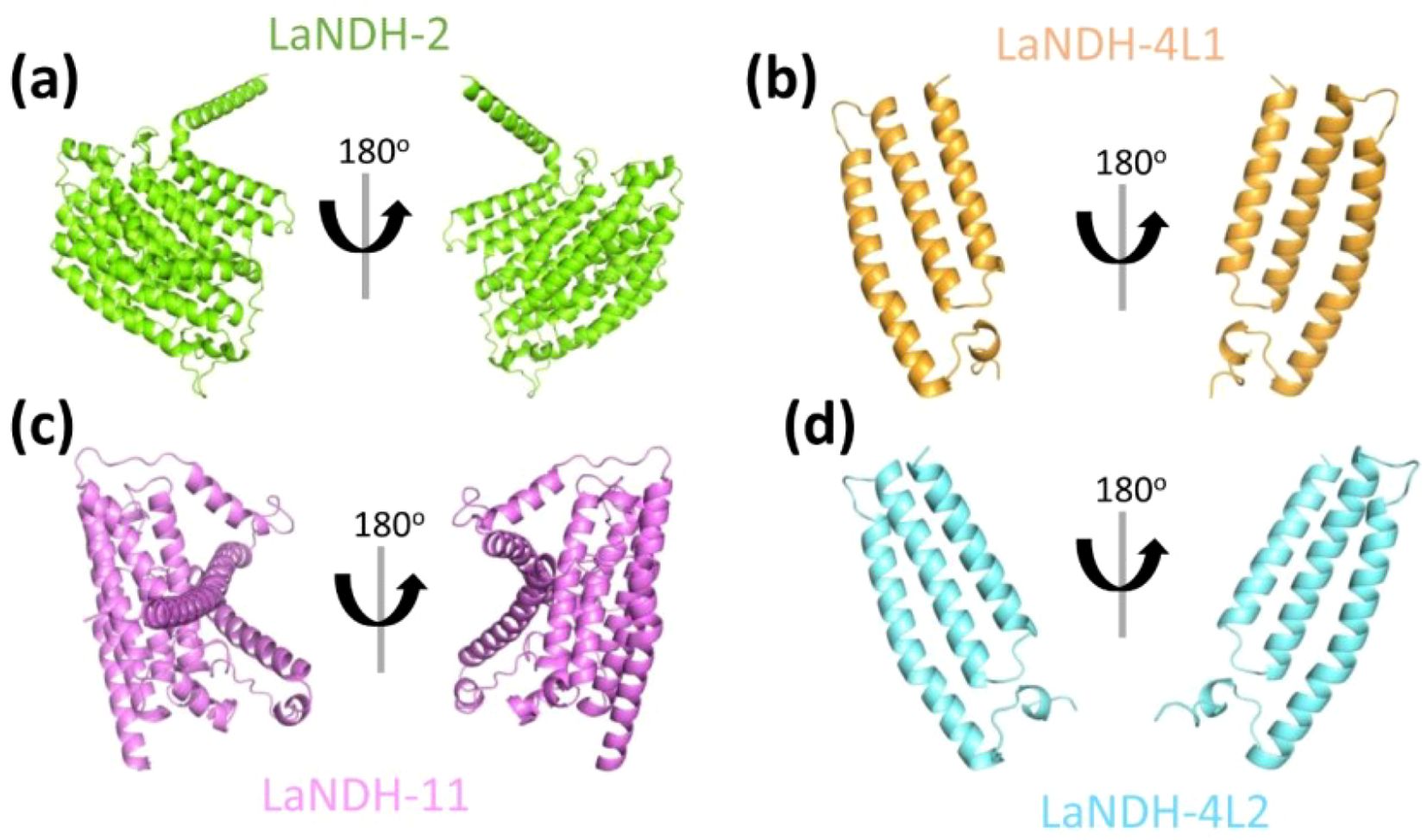 Structures of protein models rotated 180 degrees. (a) LaNDH-2 in green. (b) LaNDH-4L1 in orange. (c) LaNDH-11 in purple. (d) LaNDH-4L2 in blue. Each shows complex helical arrangements.