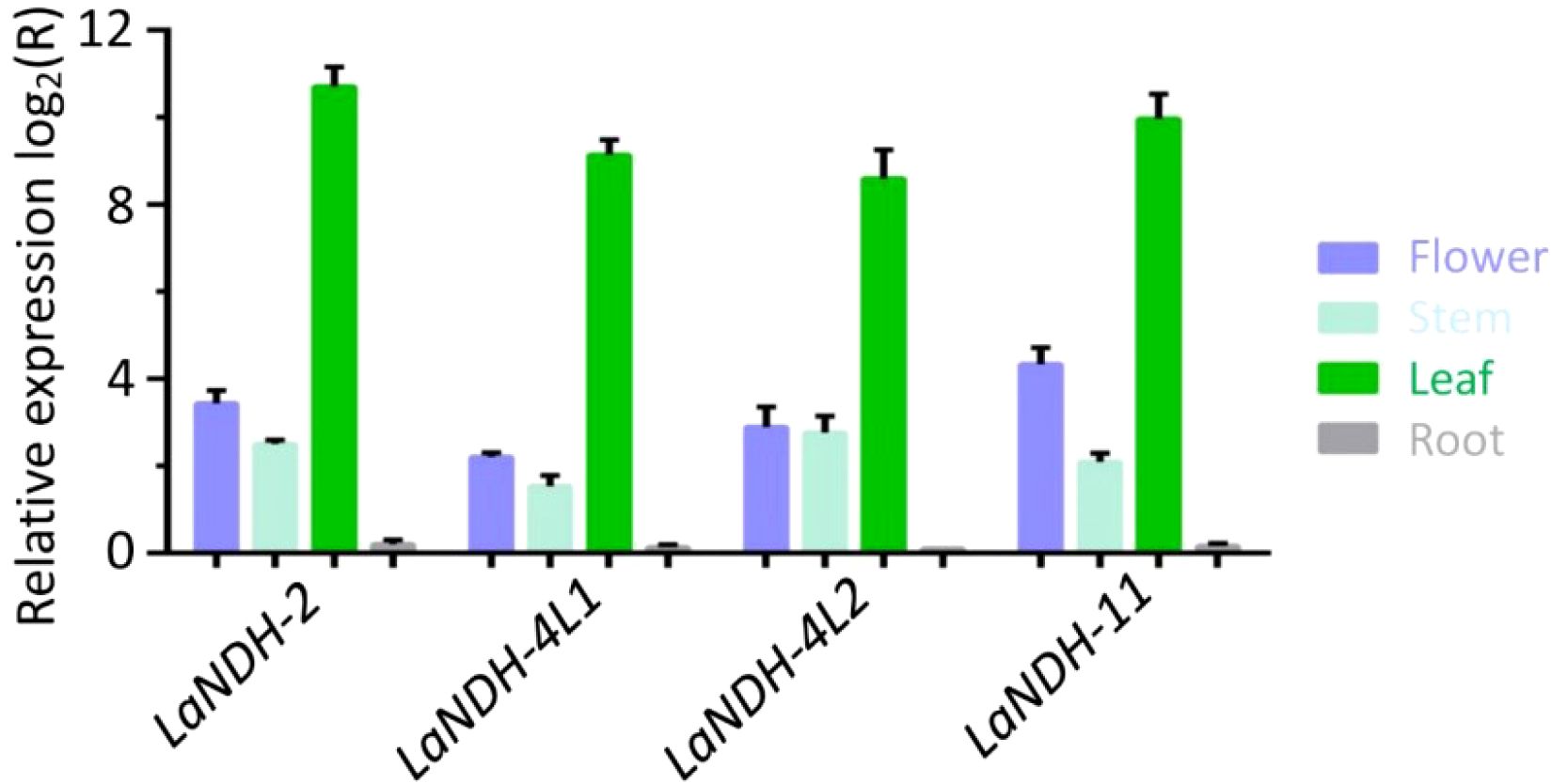 Bar chart showing relative expression levels of LaNDH-2, LaNDH-4L1, LaNDH-4L2, and LaNDH-11 genes in different plant tissues. Expression is highest in leaves (green), with moderate levels in flowers (blue) and stems (cyan), and minimal in roots (gray).