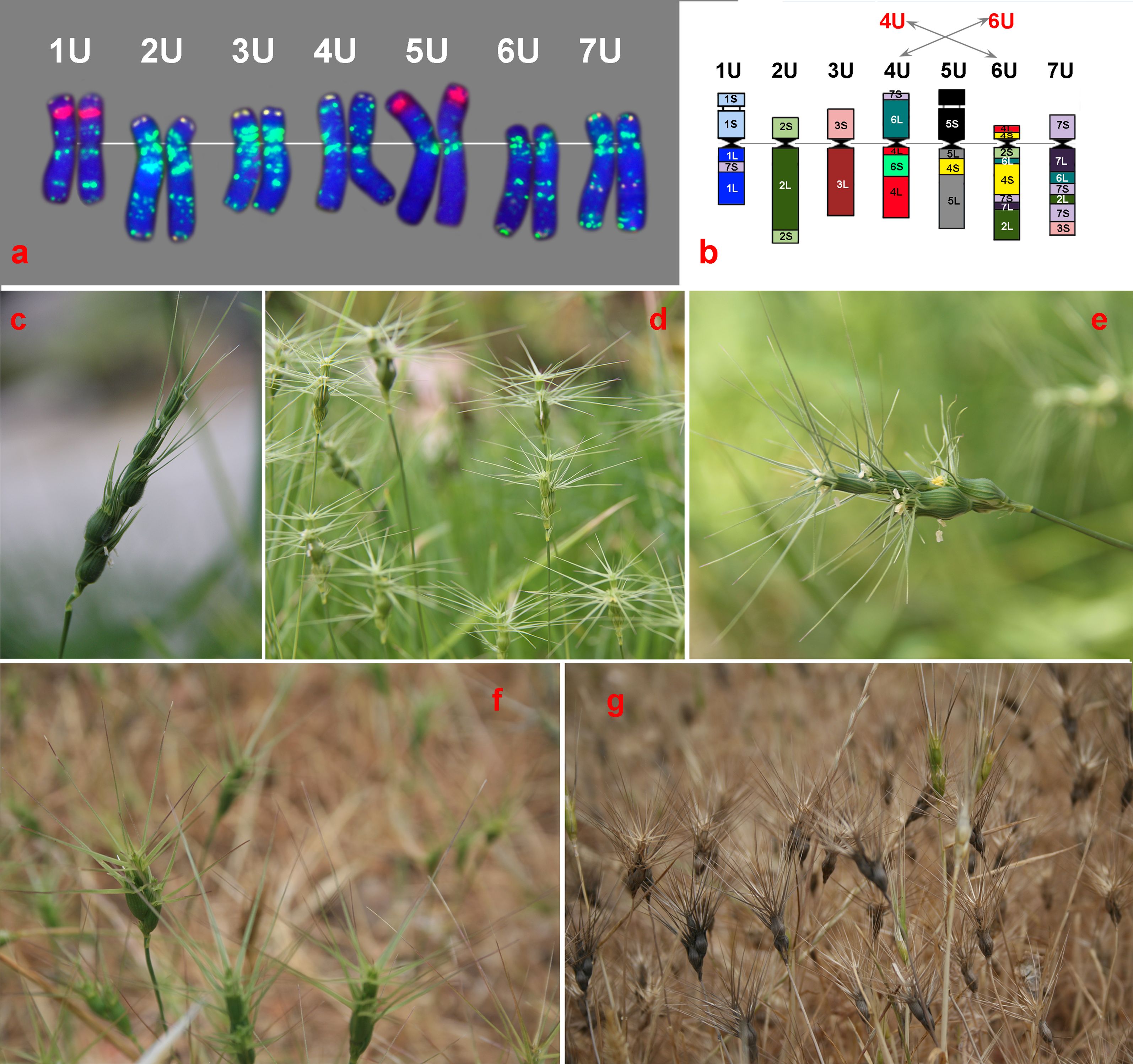 Chromosomal images labelled 1U to 7U showing colored FISH signals of two DNA probes. Adjacent is a scheme of evolutionary changes of each chromosome pair. Below are four images of spikes of five different grass species.