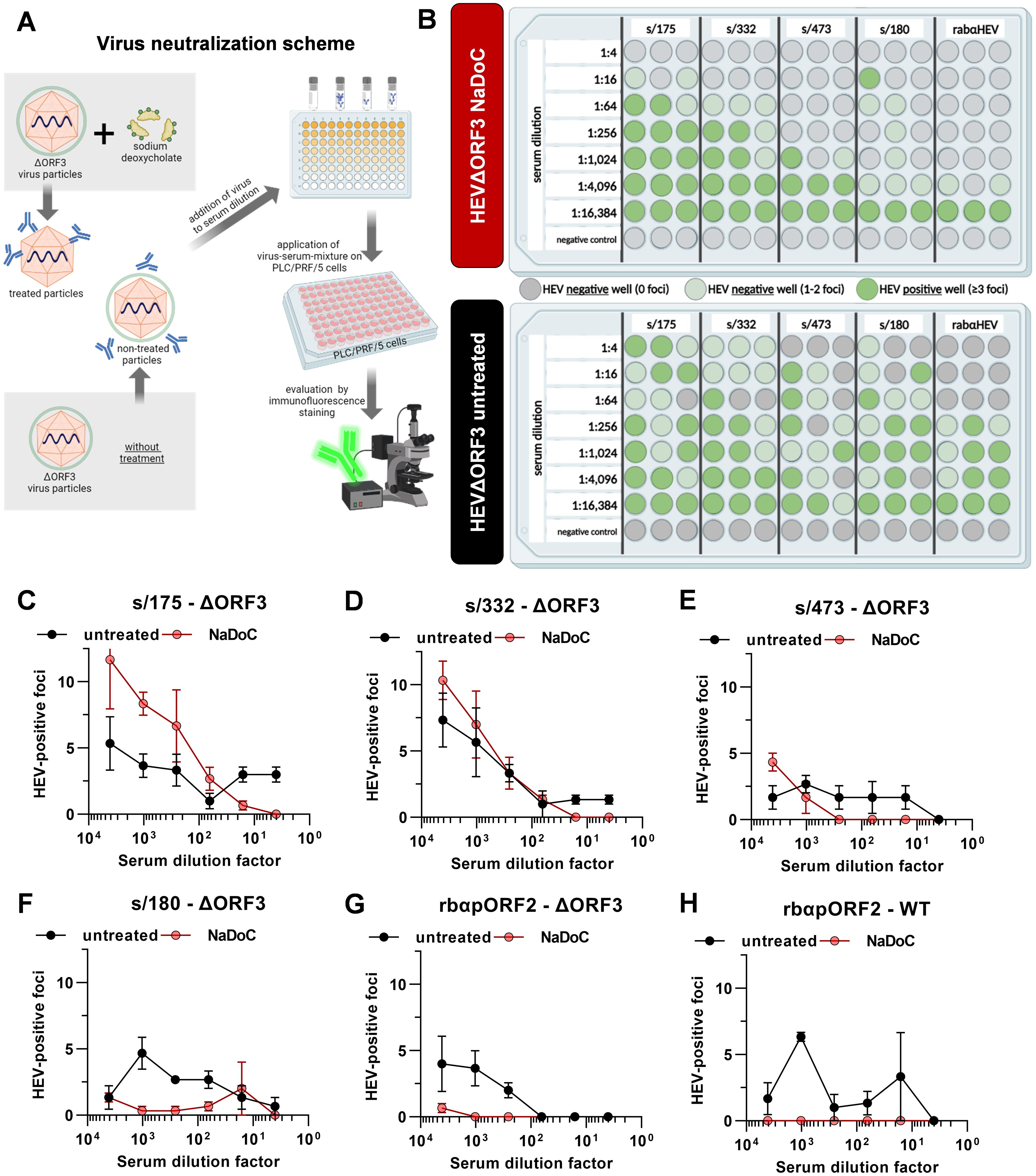 Diagram showing a virus neutralization procedure with stepsinvolving virus particles, serum addition, and evaluation by immunofluorescence. A schematic representation displays serum dilutions and results for NaDoC-treated and untreated conditions. Graphs C to H compare HEV-positive foci across different serum dilution factors for various virus constructs, highlighting the effects of NaDoC treatment versus untreated samples.