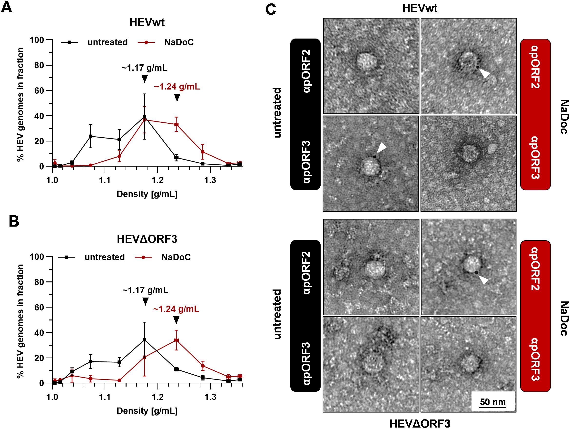 Graphs A and B display the percentage of HEV genomes across densities, comparing untreated and NaDoC-treated samples for HEVwt and HEVΔORF3. Peaks are noted at densities of approximately 1.17 and 1.24 grams per milliliter. Panel C contains electron micrographs showing HEVwt and HEVΔORF3 particles under untreated and NaDoC conditions, with arrowheads indicating specific structures. Scale bar equals 50 nanometers.