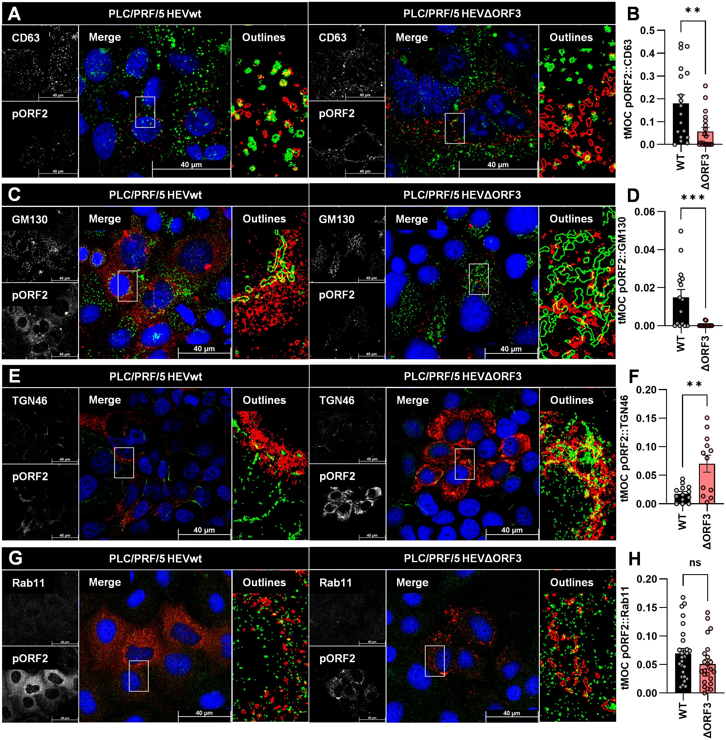 A series of fluorescence microscopy panels (A, C, E, G), each showing protein localization in cells labeled with CD63, GM130, TGN46, and Rab11. Each panel includes individual protein staining, merged images with cell outlines, and close-ups. Corresponding bar graphs (B, D, F, H) display quantification of colocalization percentages for PLC/PRF/5 HEVwt and PLC/PRF/5 HEV∆ORF3 cell lines, with significant differences in colocalization marked. Scale bars indicate magnification levels.