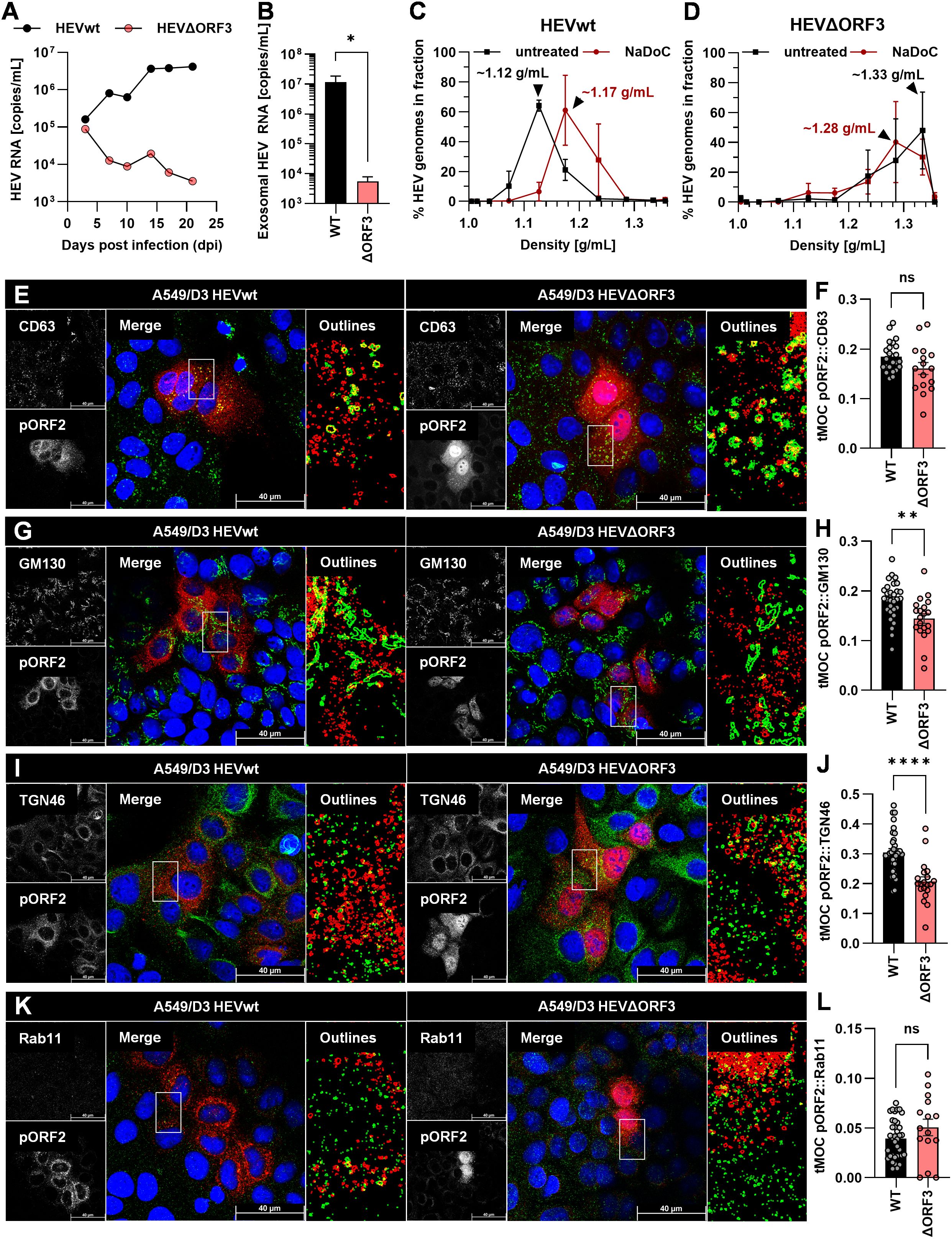 Scientific figure depicting various analyses of HEV RNA and protein localization in A549/D3 cells. Panels A and B show line and bar graphs, respectively, illustrating differences in HEV RNA levels in HEVwt and HEVΔORF3 strains. Panels C and D present density gradient graphs comparing HEV genome distribution with and without NaDoC treatment. Panels E, G, I, and K display immunofluorescence images contrasting the localization of proteins CD63, GM130, TGN46, and Rab11 with pORF2 in HEVwt and HEVΔORF3, alongside their corresponding outlines. Panels F, H, J, and L are bar graphs quantifying co-localization, highlighting significant differences between strains. Scale bars indicate 40 micrometers.