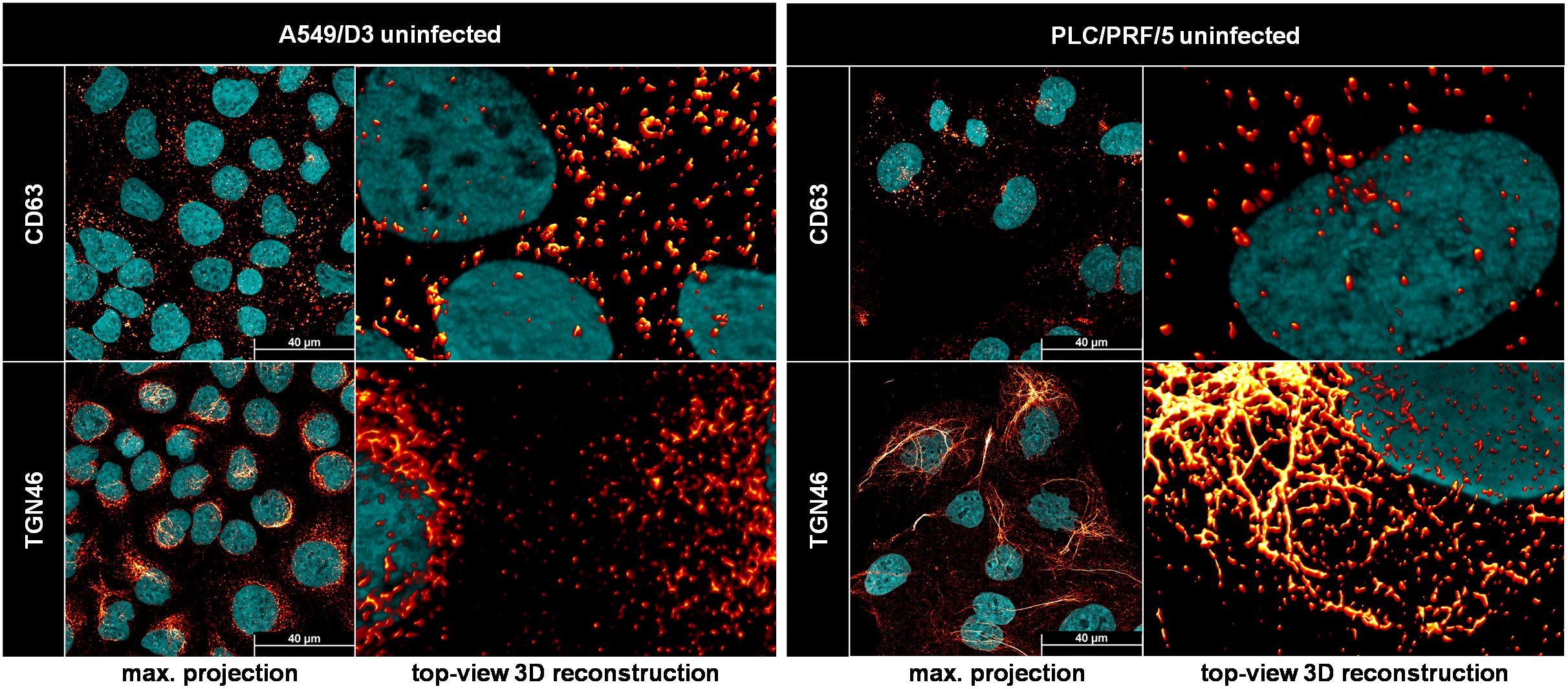 Fluorescence microscopy images showing A549/D3 and PLC/PRF/5 uninfected cells. The images feature CD63 and TGN46 markers with max projection and top-view 3D reconstruction. Cell structures are highlighted in turquoise, while red and orange colors indicate specific protein markers. Each panel has a scale bar of 40 micrometers.