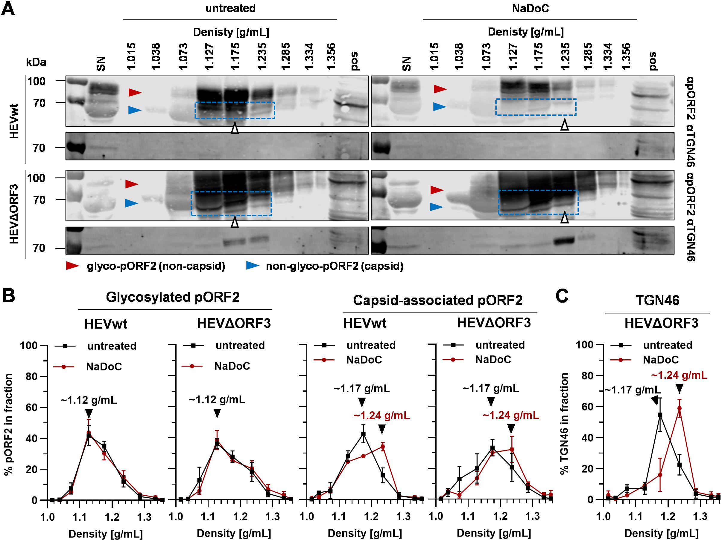 Western blot and graphs show HEVwt and HEVΔORF3 samples. Part A depicts protein bands for glycosylated and non-glycosylated pORF2, under untreated and NaDeoxycholate conditions across various densities. Part B graphs display percentages of glycosylated and capsid-associated pORF2 against density, indicating peaks at specific densities. Part C shows a TGN46 graph for HEVΔORF3, with peaks at different densities, highlighting changes due to treatment.