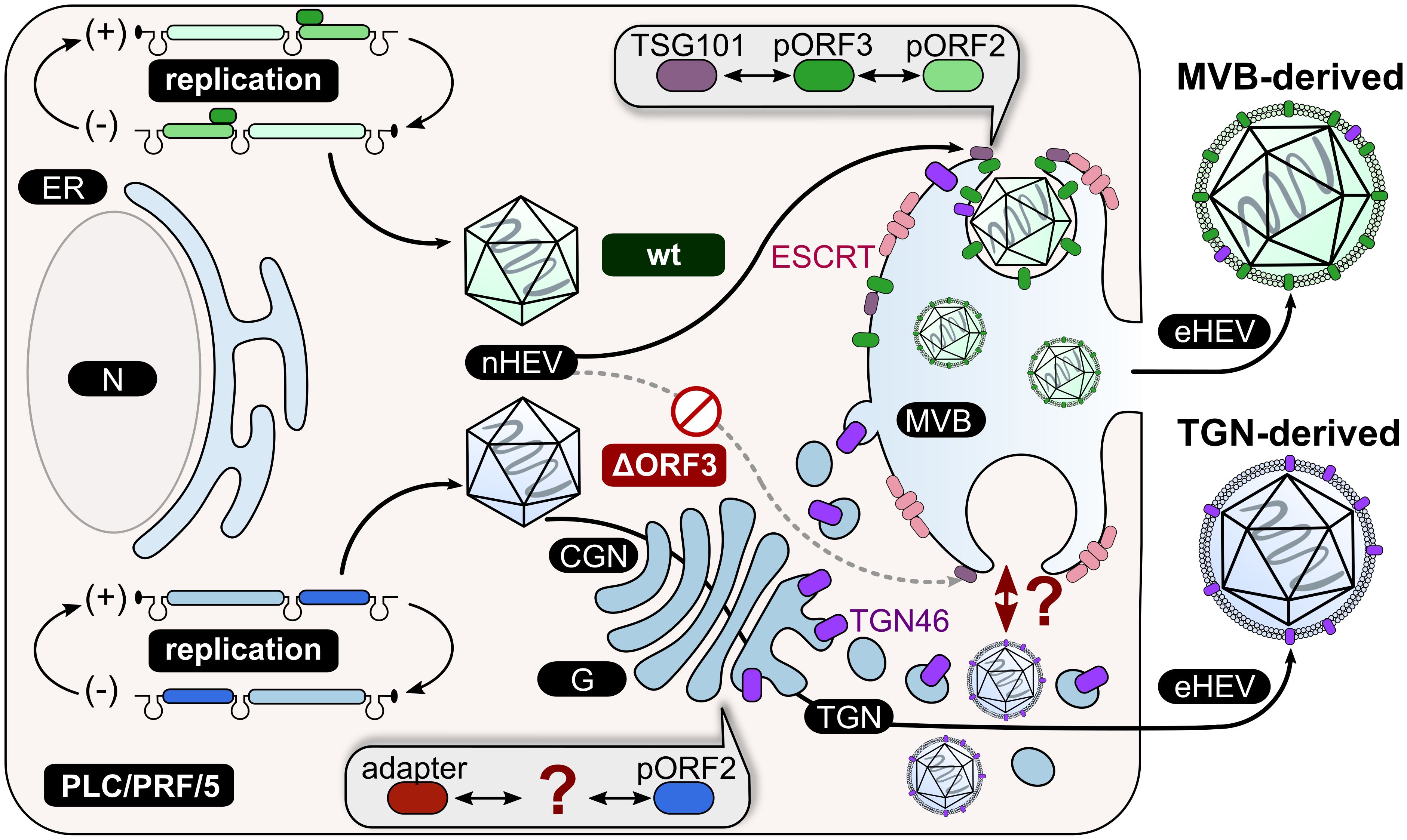 Diagram illustrating the proposed replication and assembly of hepatitis E virus (HEV) within a a PLC/PRF/5 cell. It shows the roles of ORF3, ORF2, TSG101, and ESCRT, with pathways for multivesicular body (MVB) and trans-Golgi network (TGN) derived virions. The nucleus (N), endoplasmic reticulum (ER), Golgi (G), and cytoplasmic vesicles are highlighted. Key interactions include replication processes and assembly pathways of nHEV and eHEV, with labeled components such as TSG101 and TGN46.