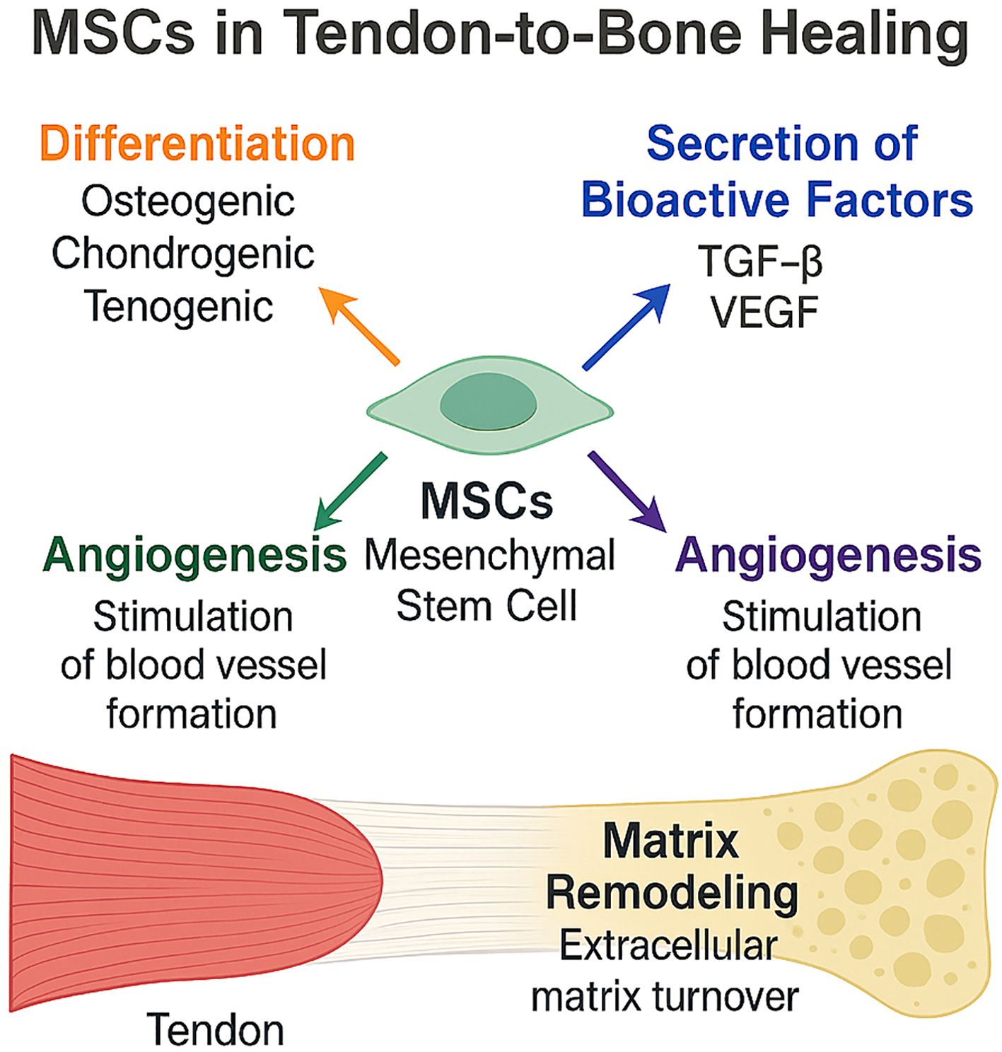Diagram illustrating the role of mesenchymal stem cells (MSCs) in tendon-to-bone healing. MSCs influence differentiation (osteogenic, chondrogenic, tenogenic), secretion of bioactive factors (TGF-β, VEGF), angiogenesis (blood vessel formation), and matrix remodeling (extracellular matrix turnover) between tendon and bone.
